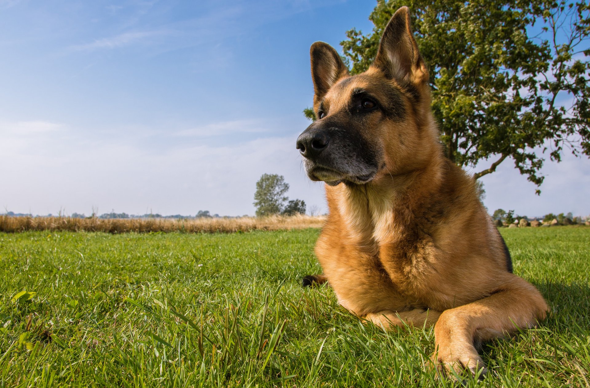 german shepherd shepherd dog meadow