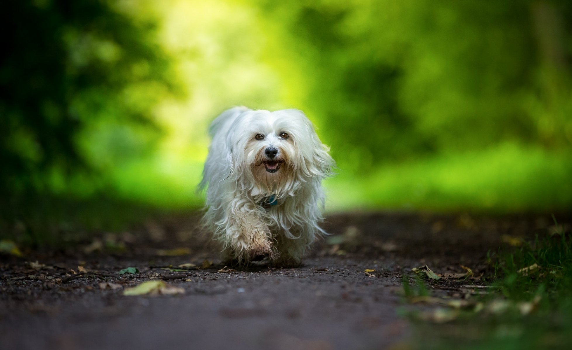 havanese dog walk