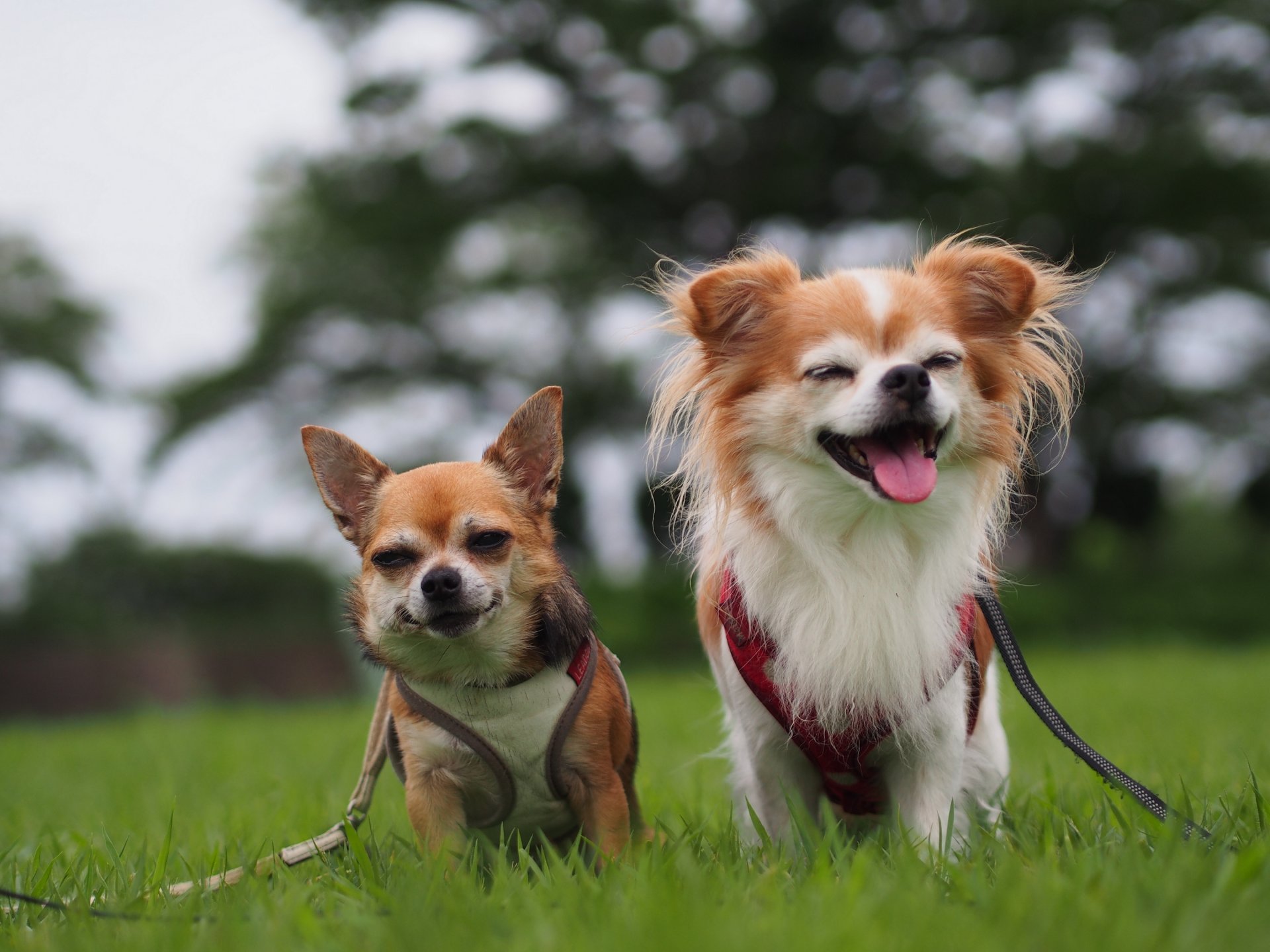 chihuahua chiens couple joie humeur