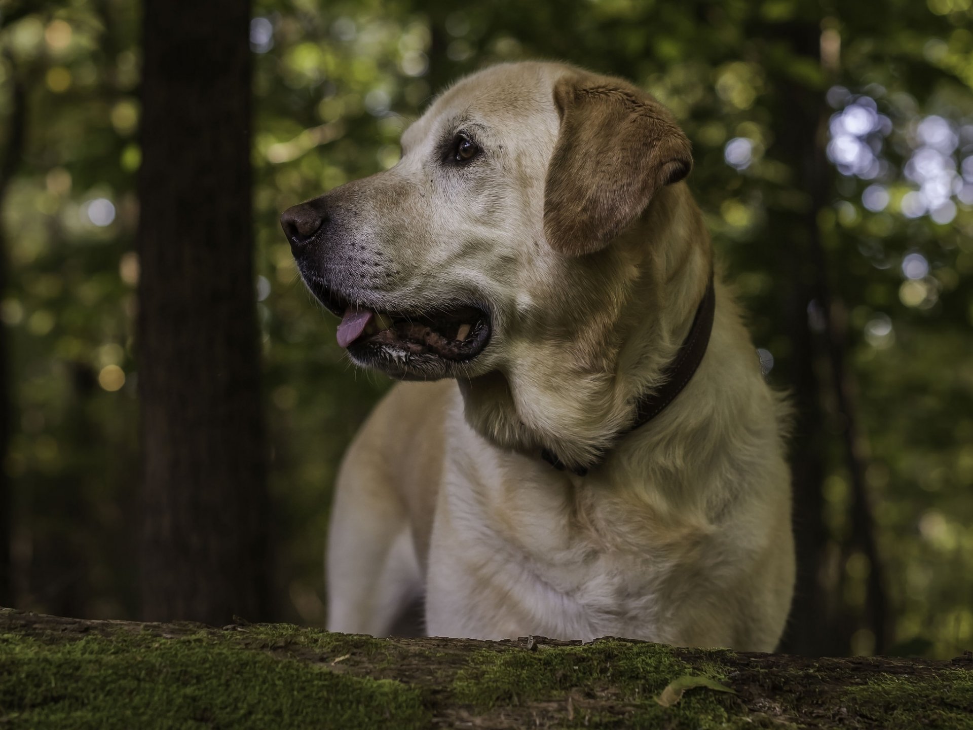 labrador retriever hund