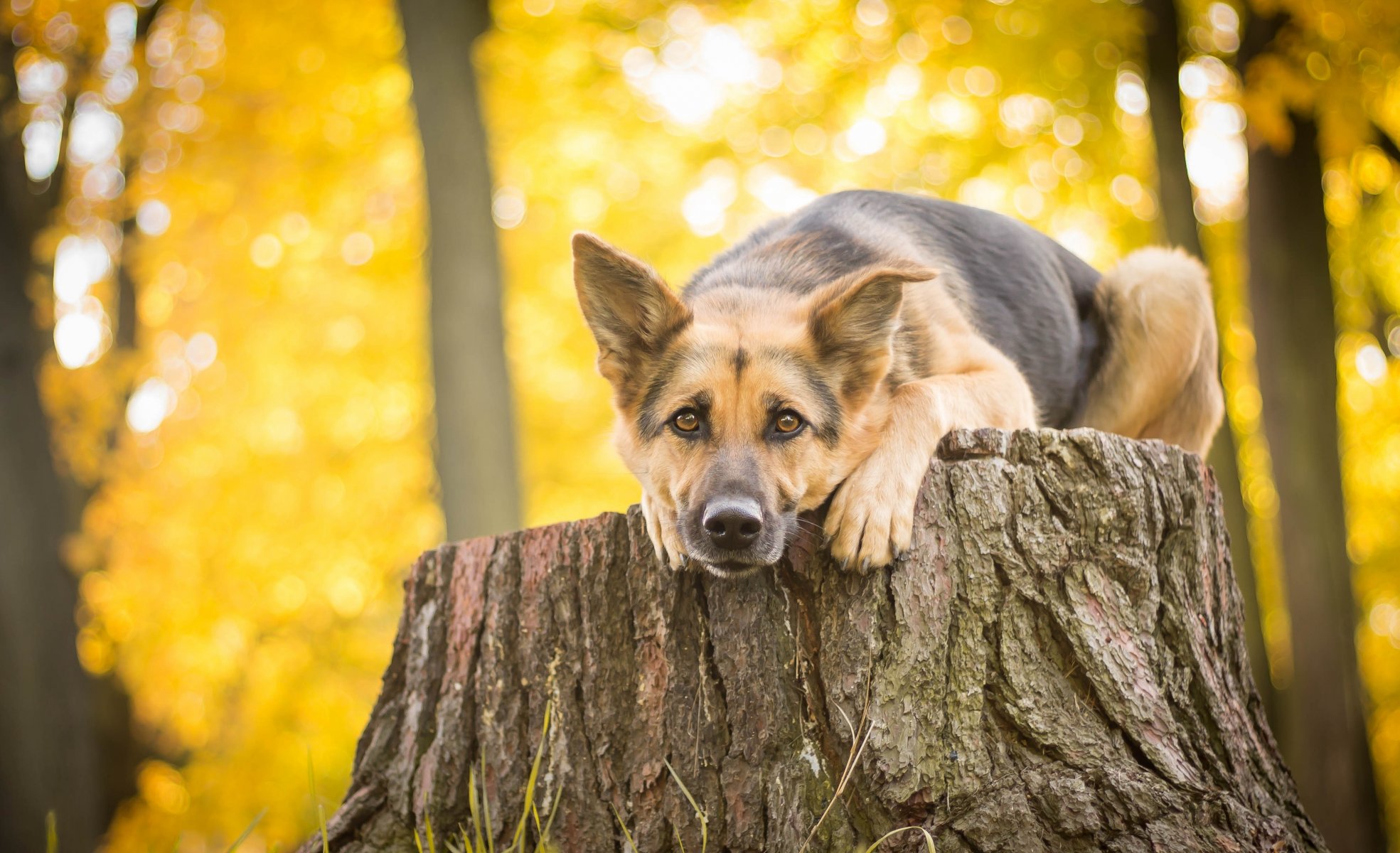 german shepherd shepherd dog view stump