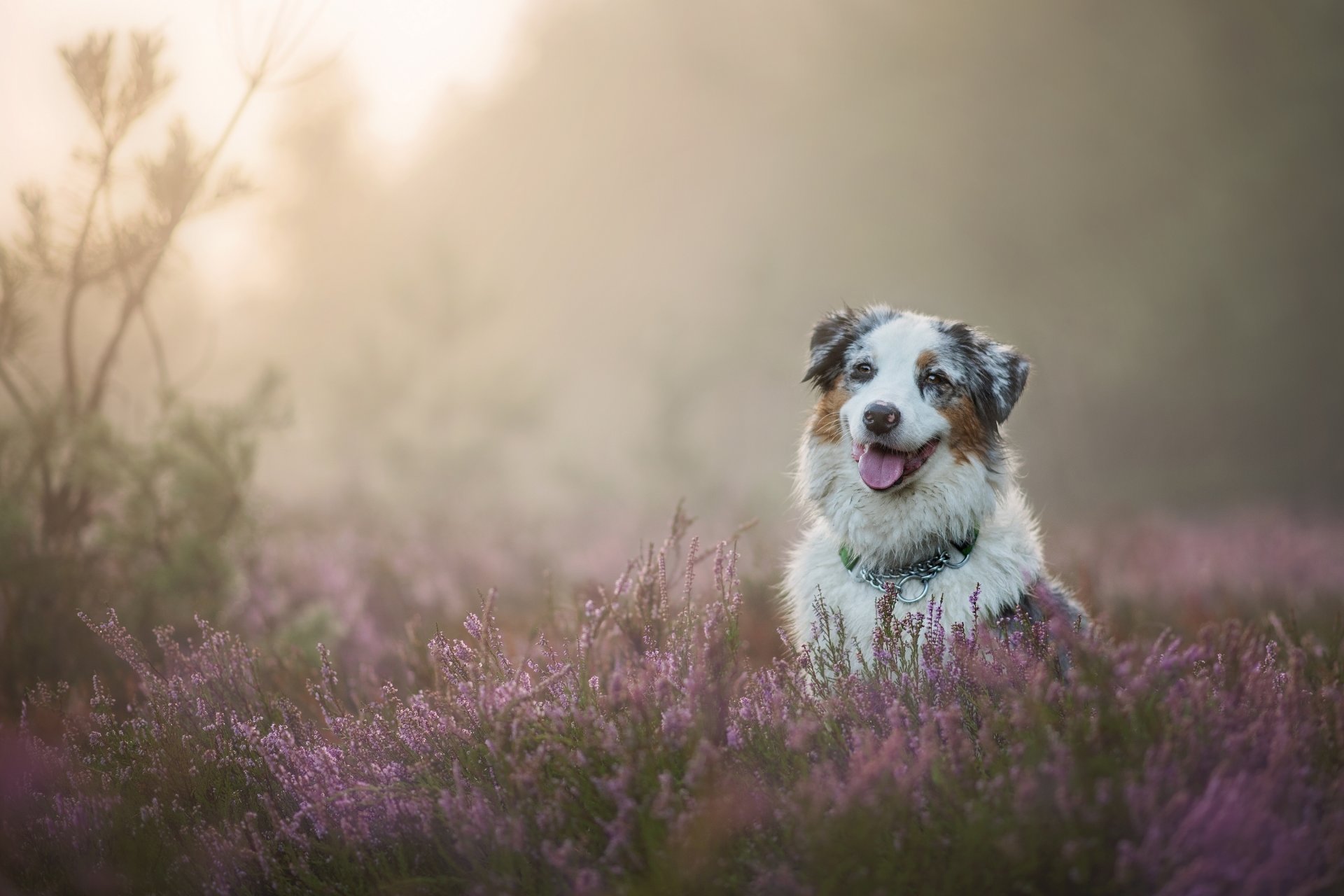 berger australien aussie chien bruyère