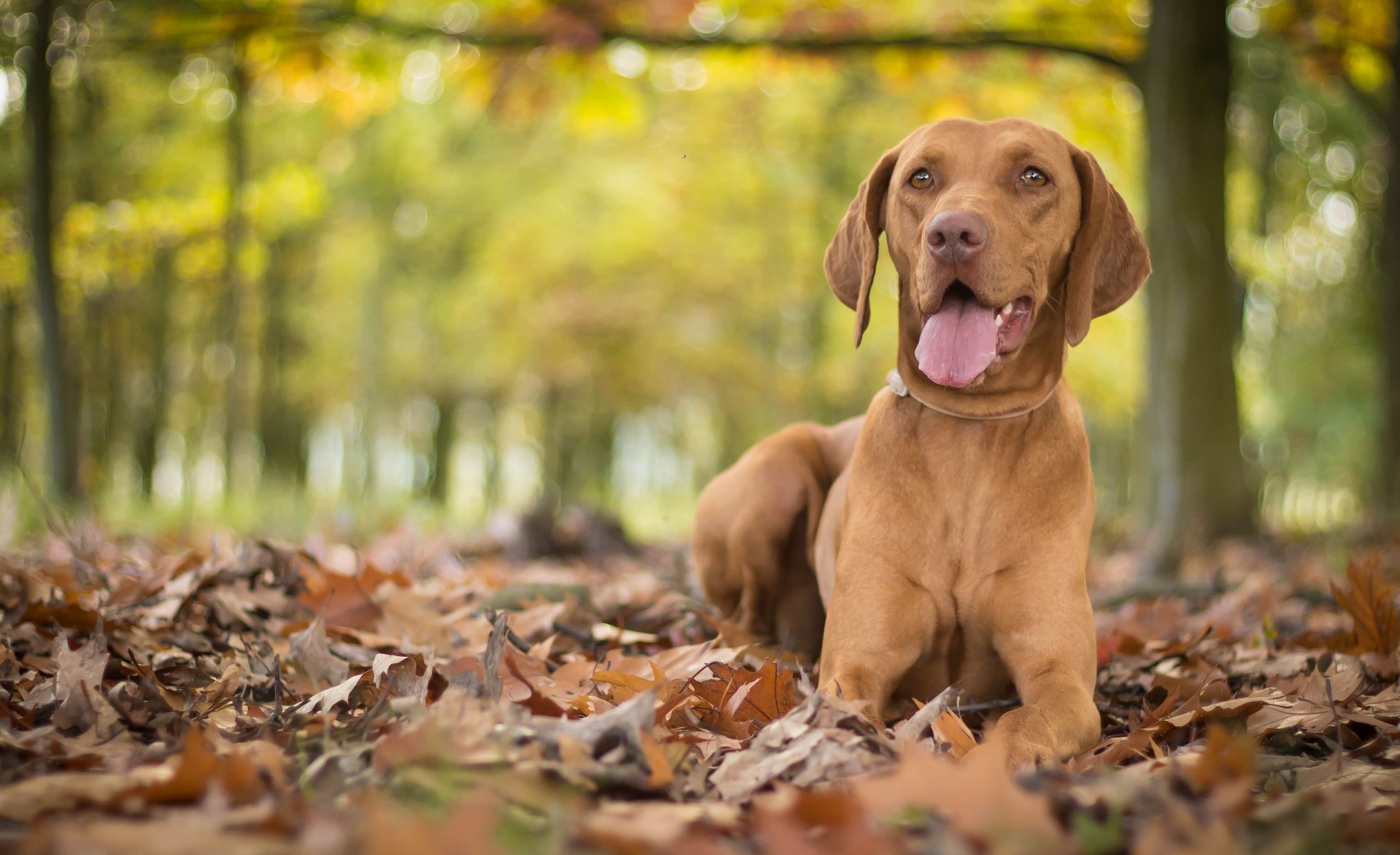 vizsla dog leaves autumn bokeh