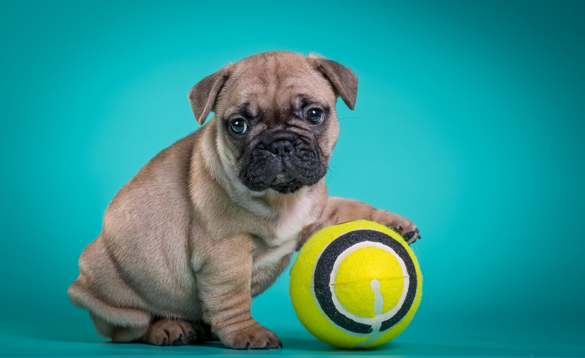 bouledogue français chiot balle