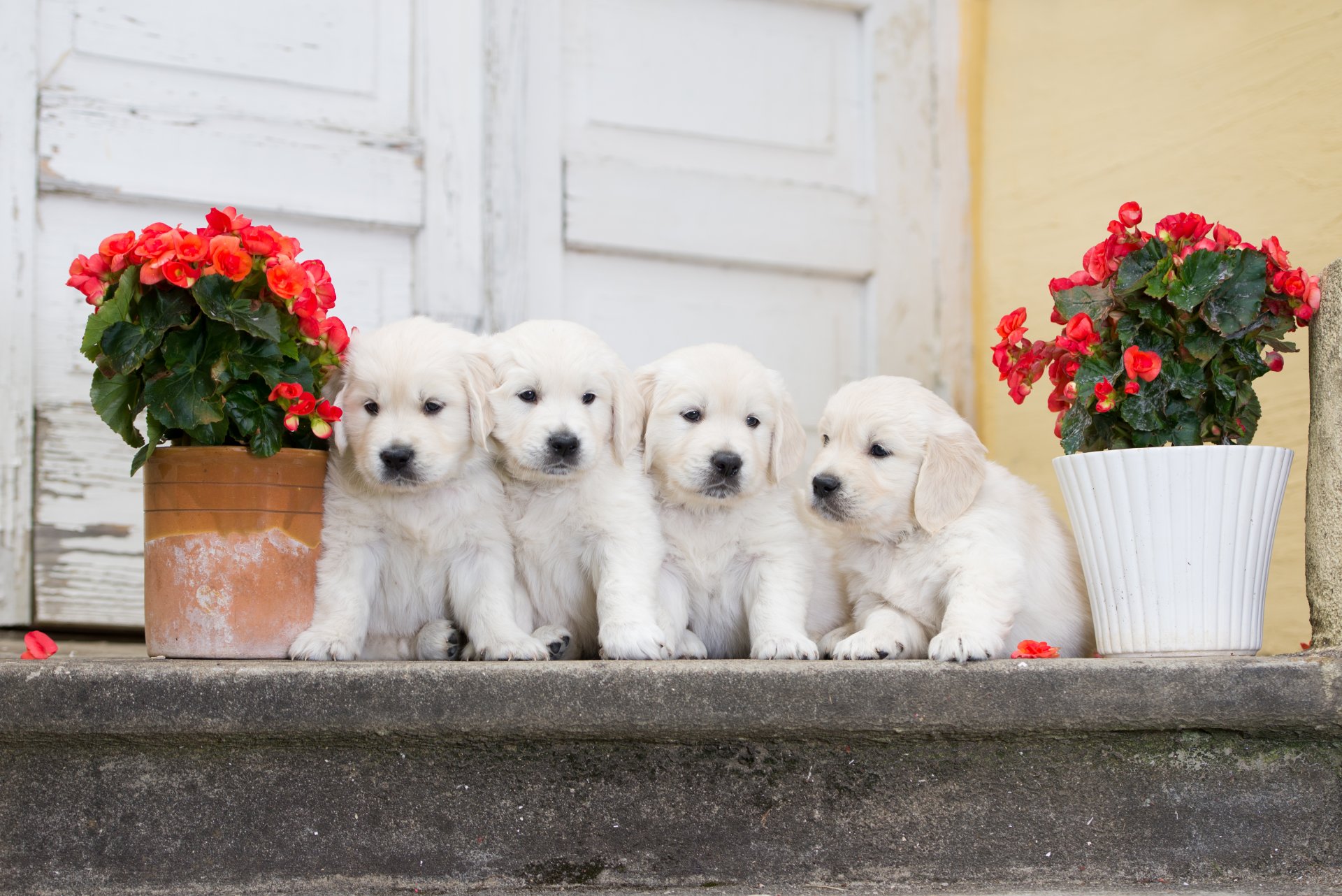 cani cuccioli quartetto fiori begonia