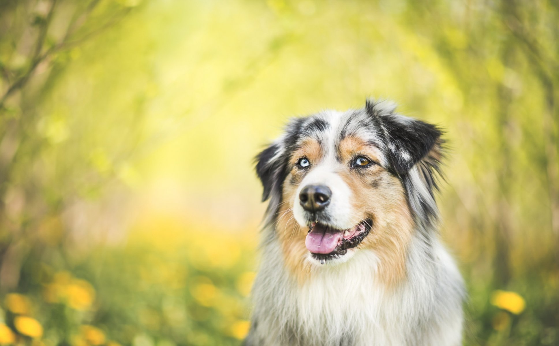 chien regard ami