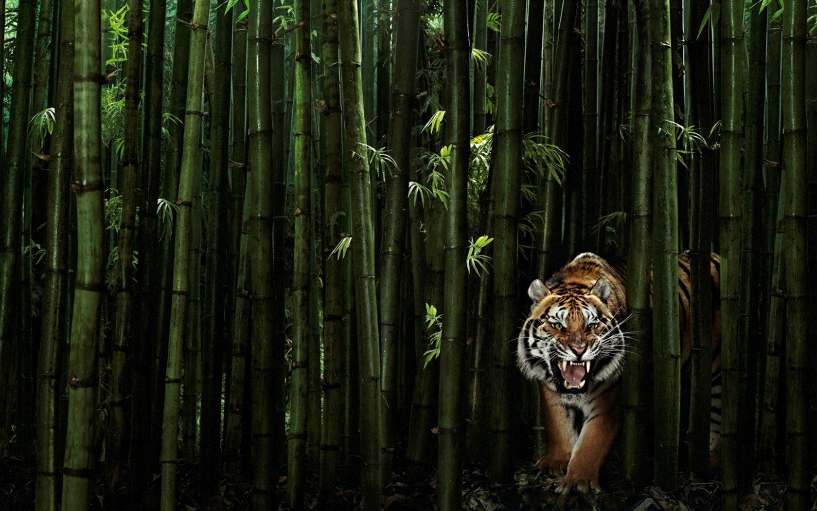 tigre bambú verde