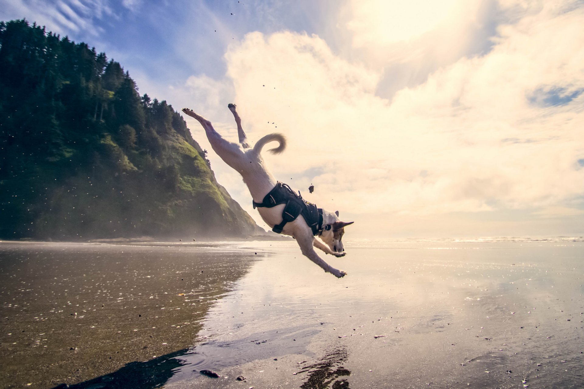 cane salto mare acqua