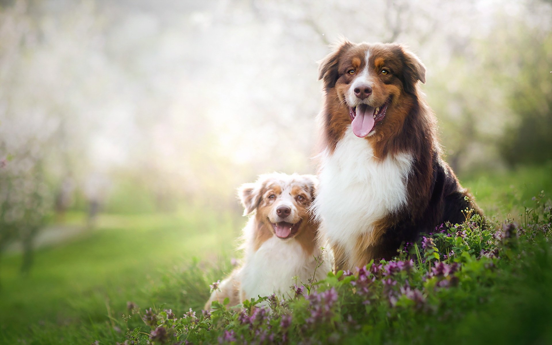 perros verano naturaleza