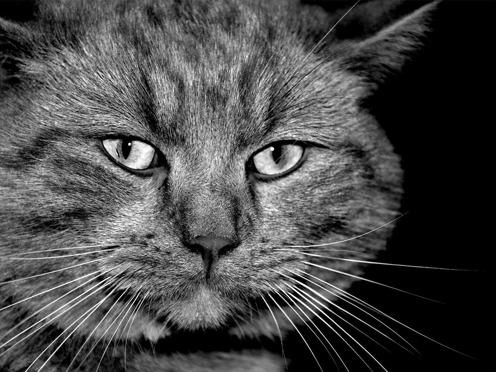 cats b / w face