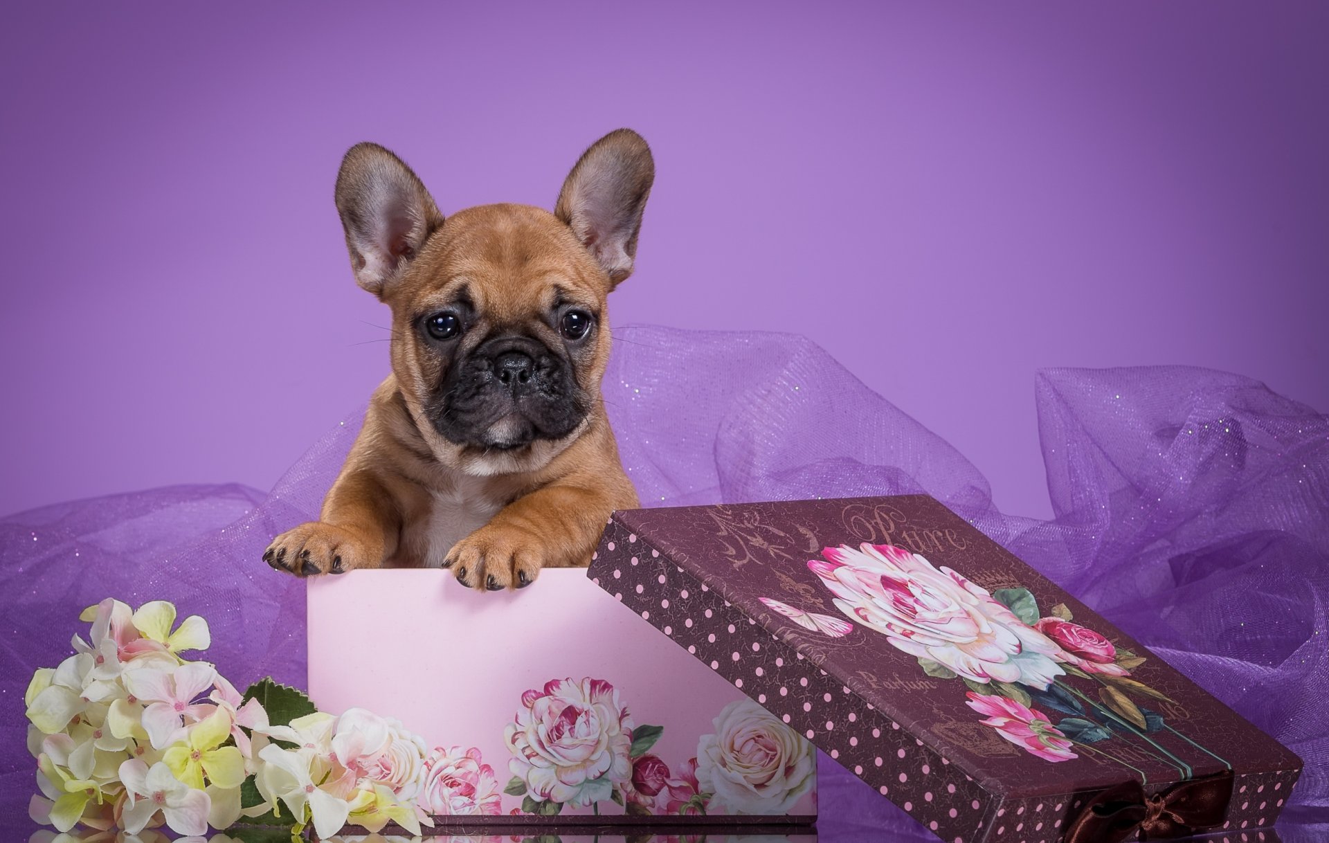 bouledogue français chiot voile fleurs boîte