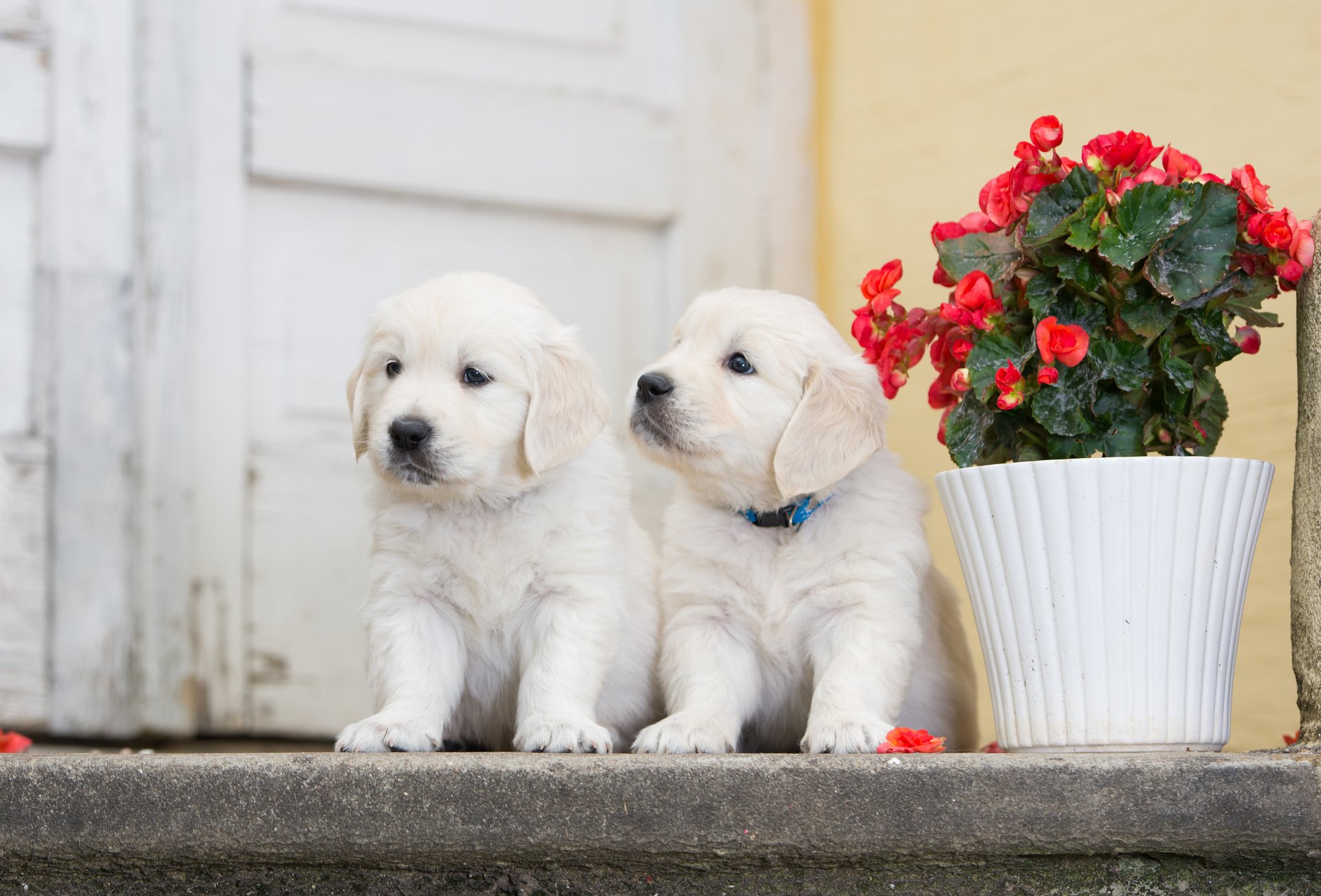 dogs puppies twins couple flower begonia