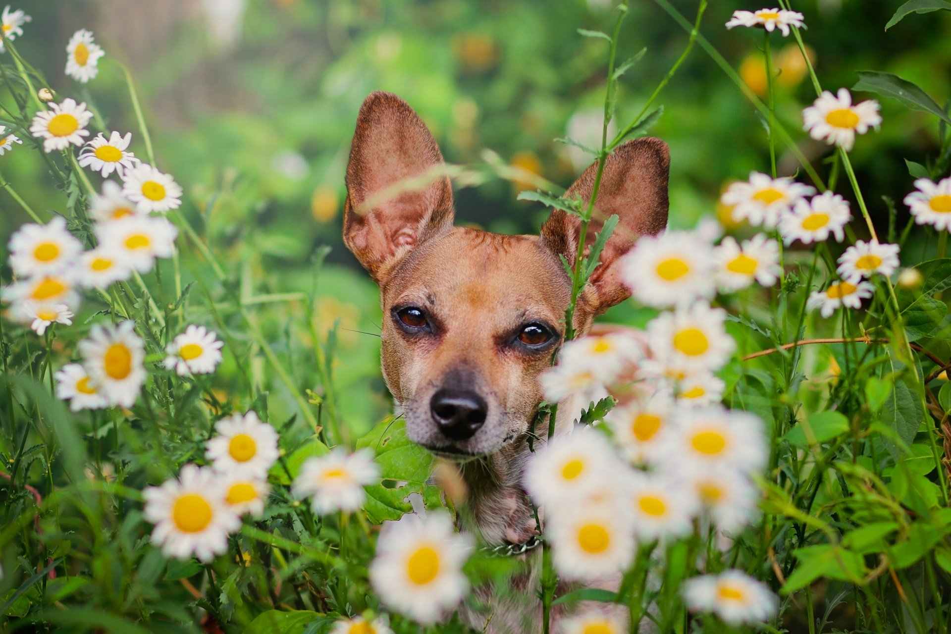 cane faccia margherite fiori