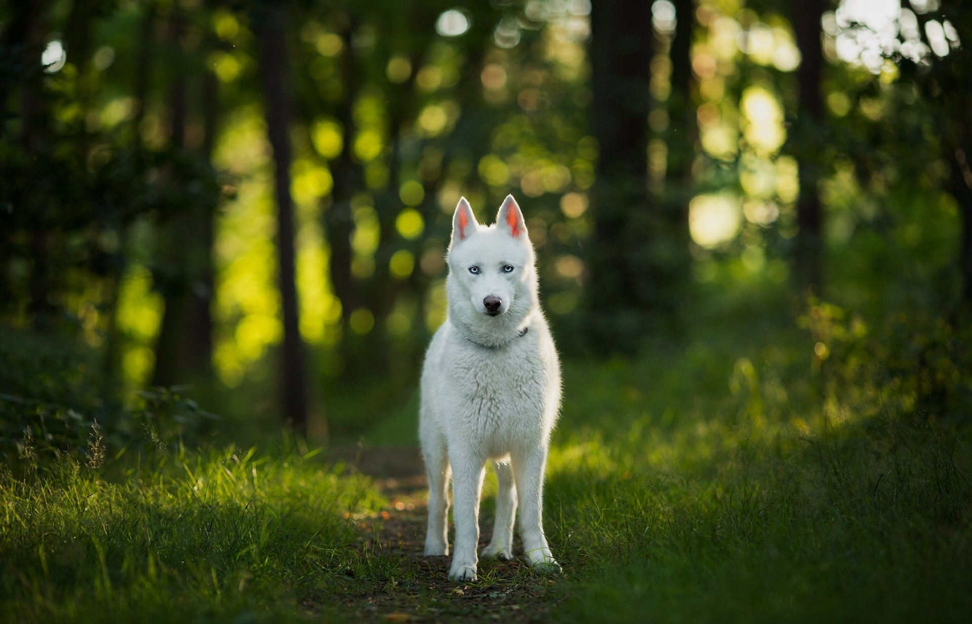 chien vue forêt