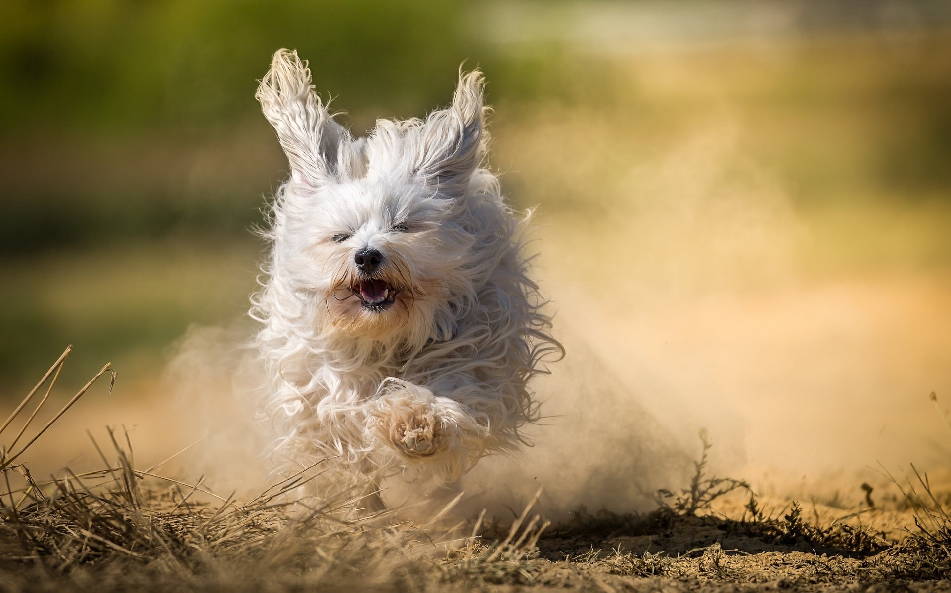 bichon dell avana cane shaggy corsa polvere