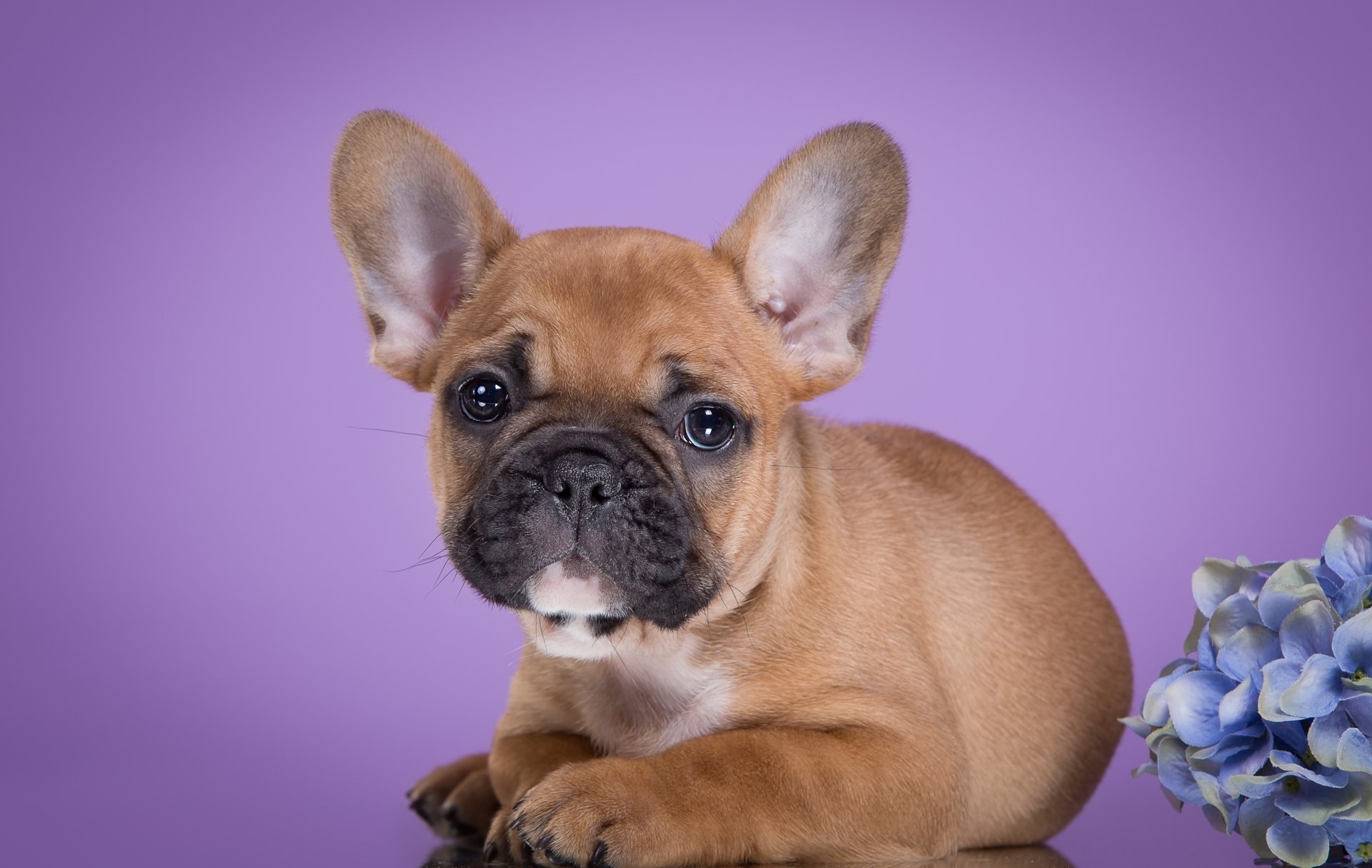 puppy french bulldog hydrangea