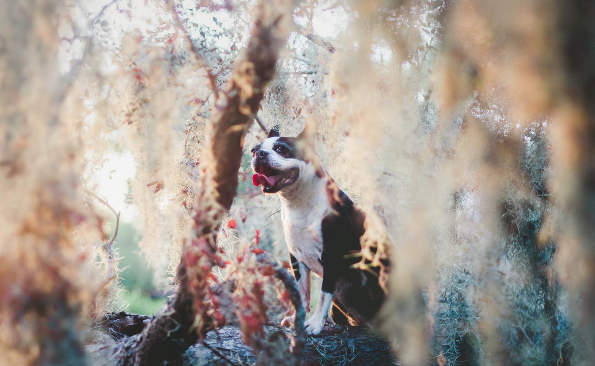 hund blick freund natur