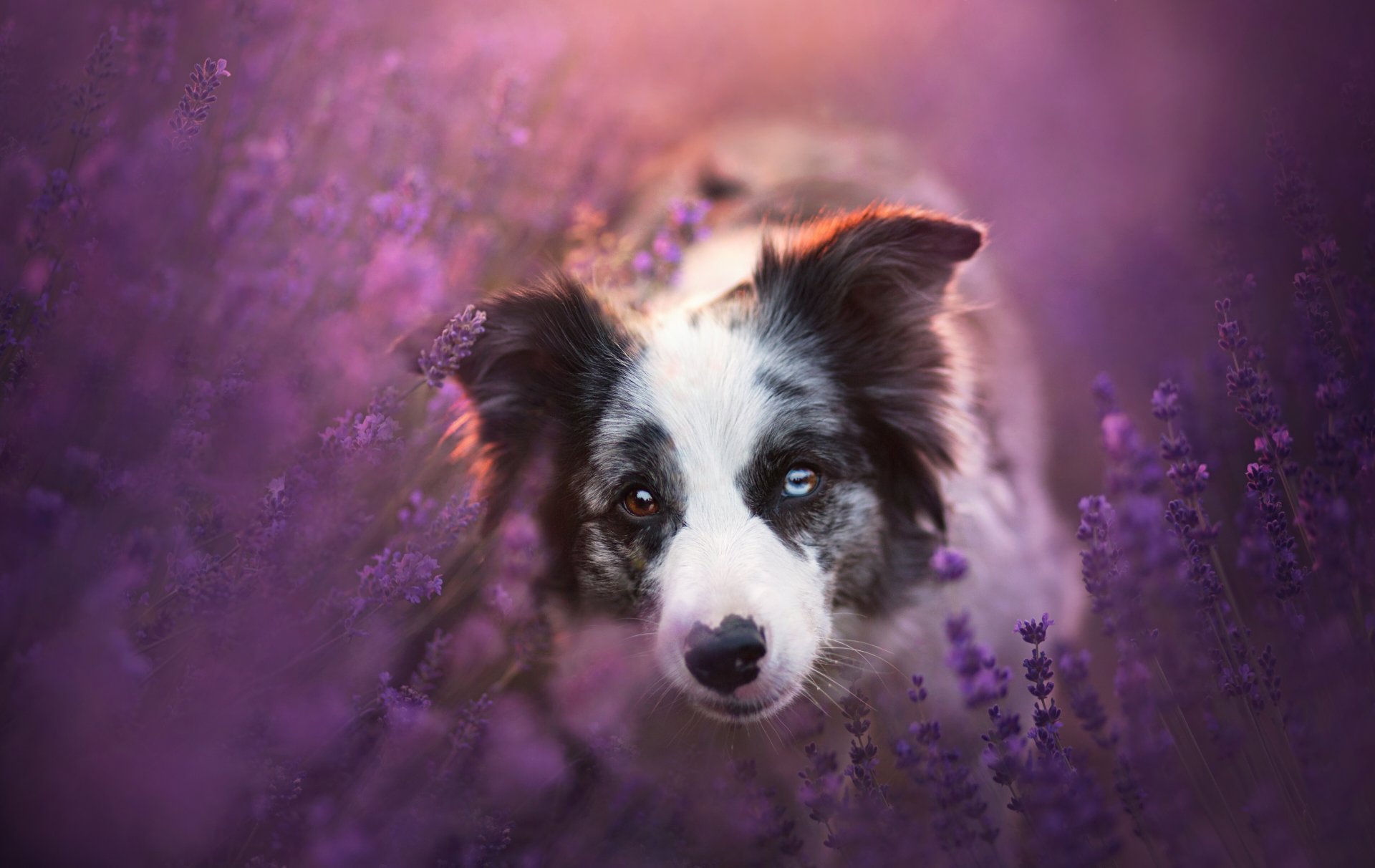 border collie hund schnauze blick lavendel blumen