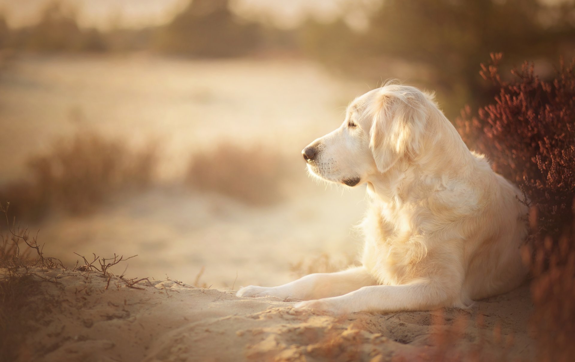 golden retriever golden retriever perro arena