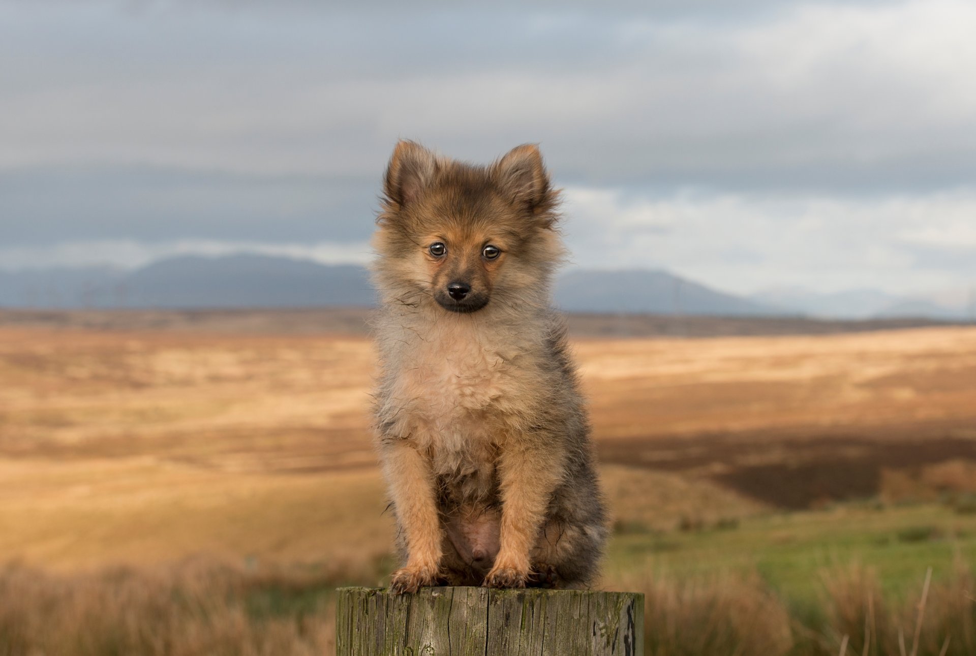 dog view other puppy