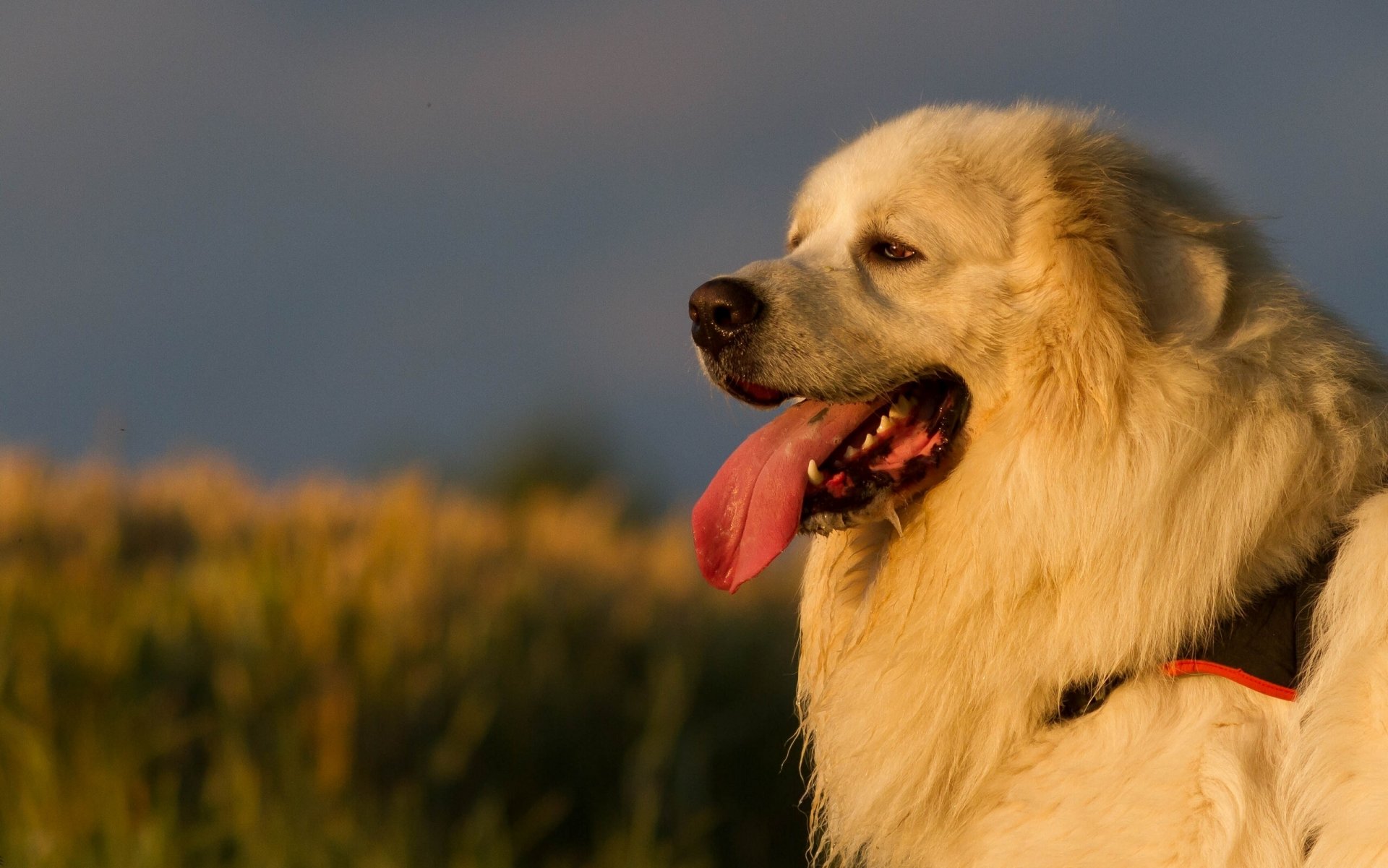 perro pelo lengua