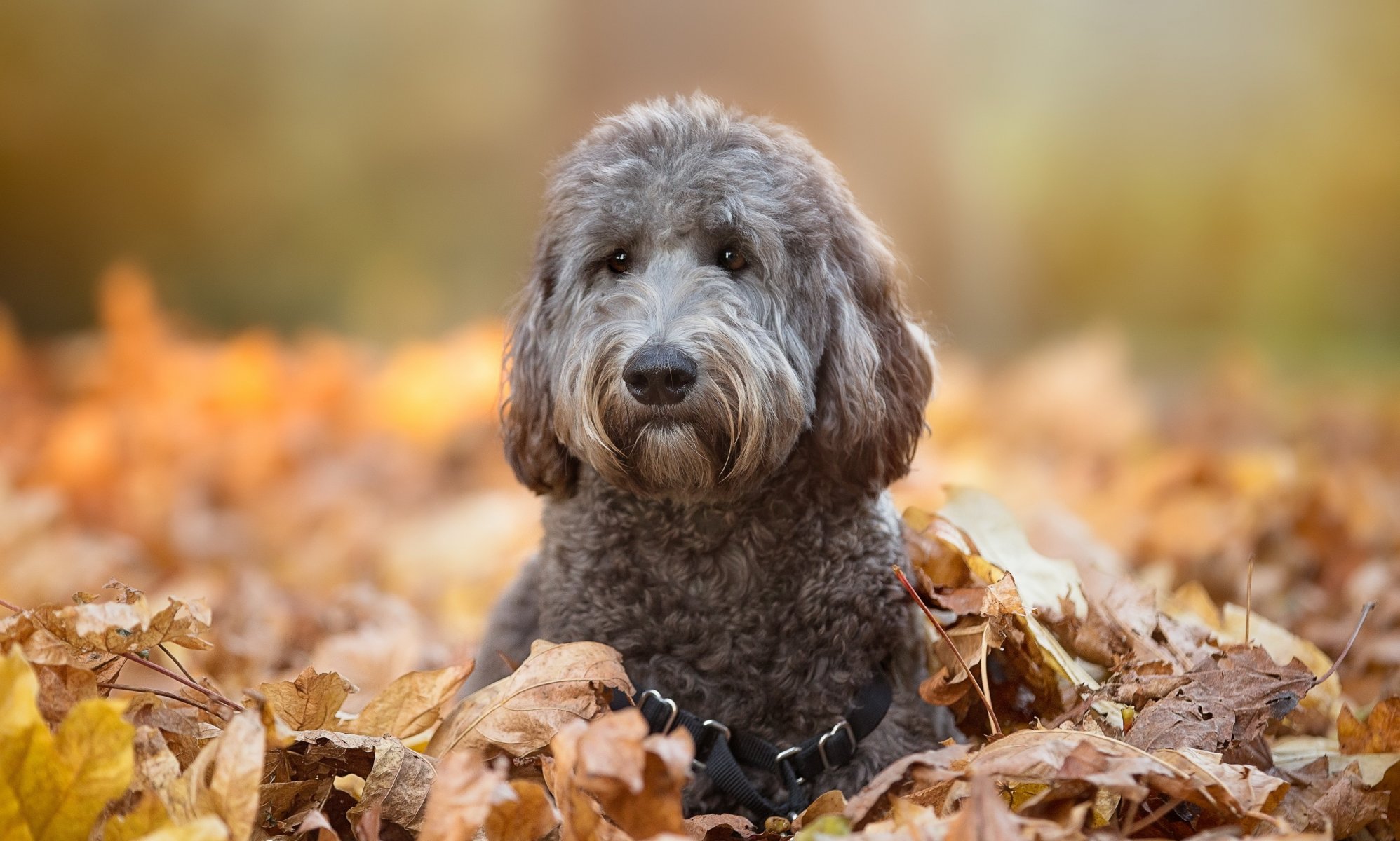 perro mirada amigo otoño