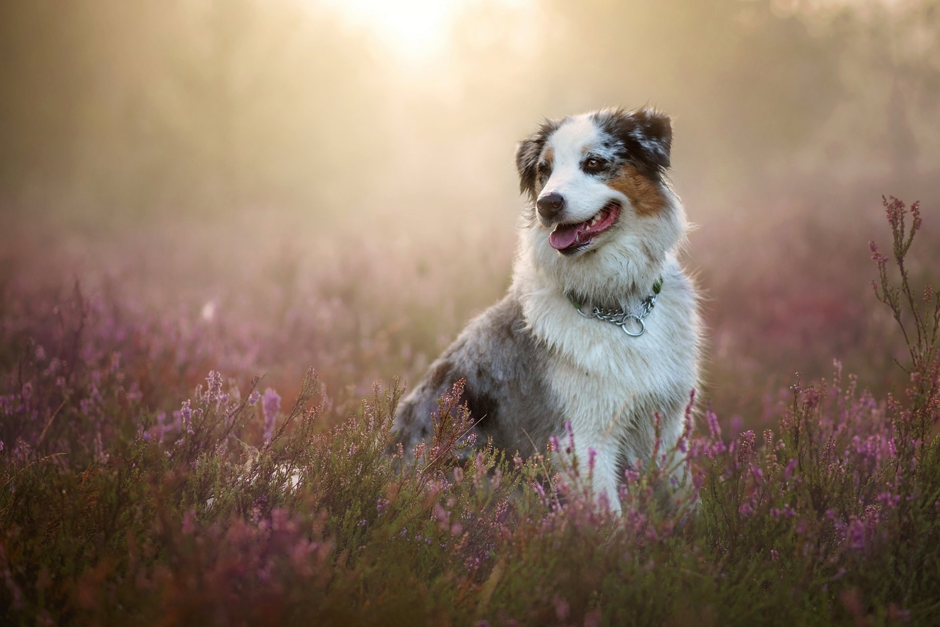 australian shepherd aussie dog heather