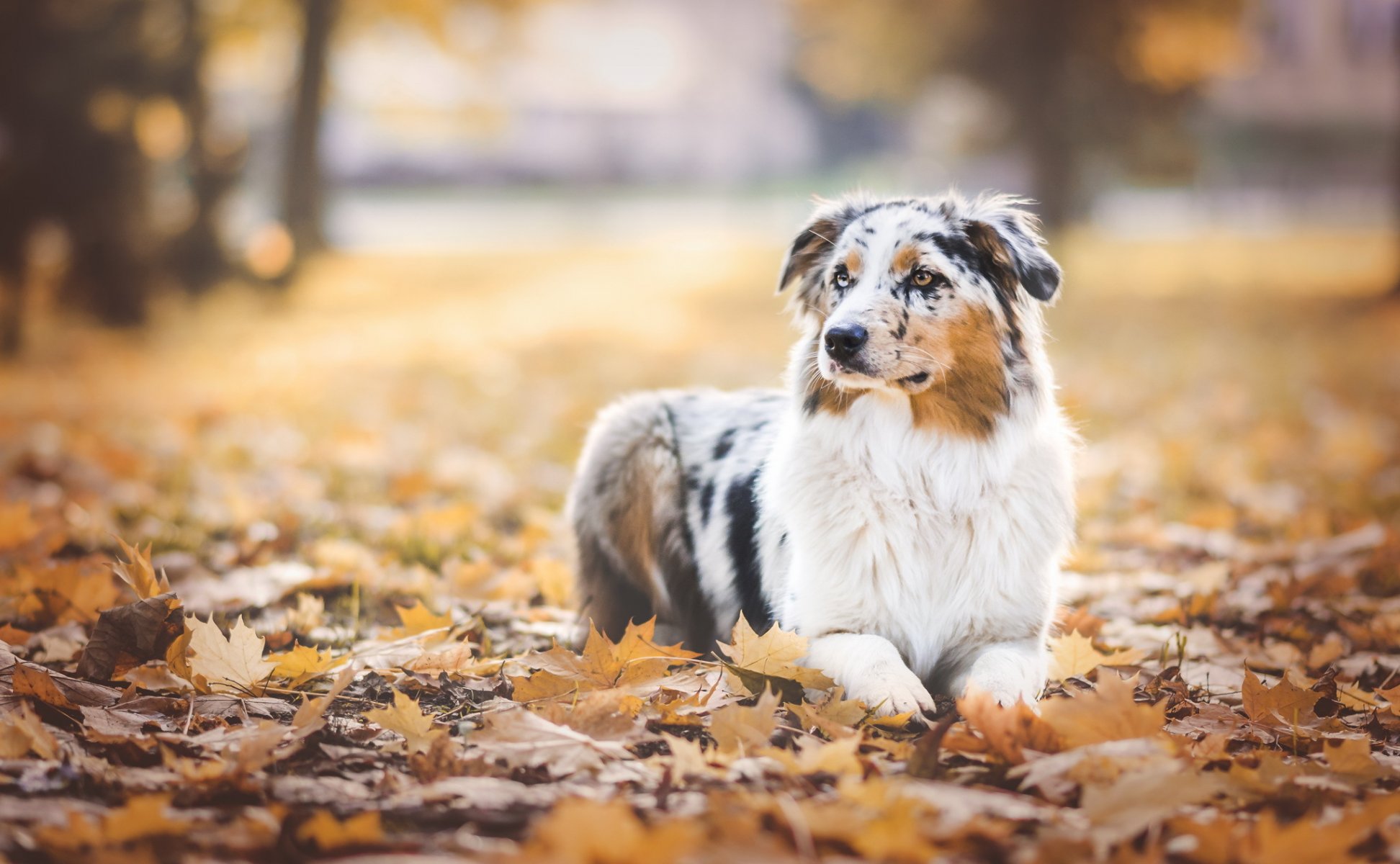 chien regard ami