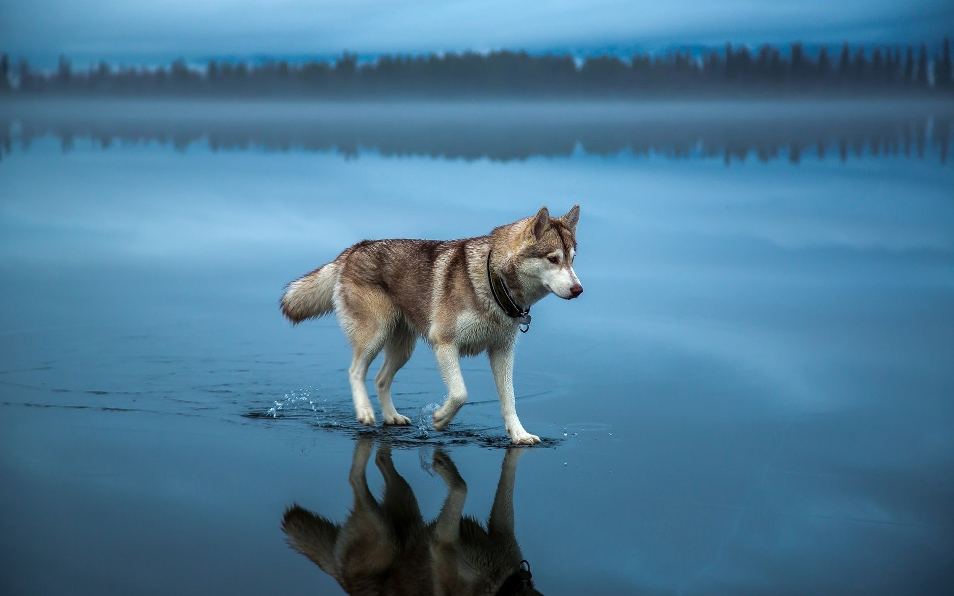 perro husky agua naturaleza