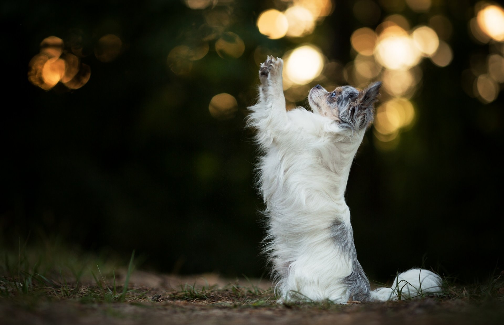 australischer schäferhund aussie hund