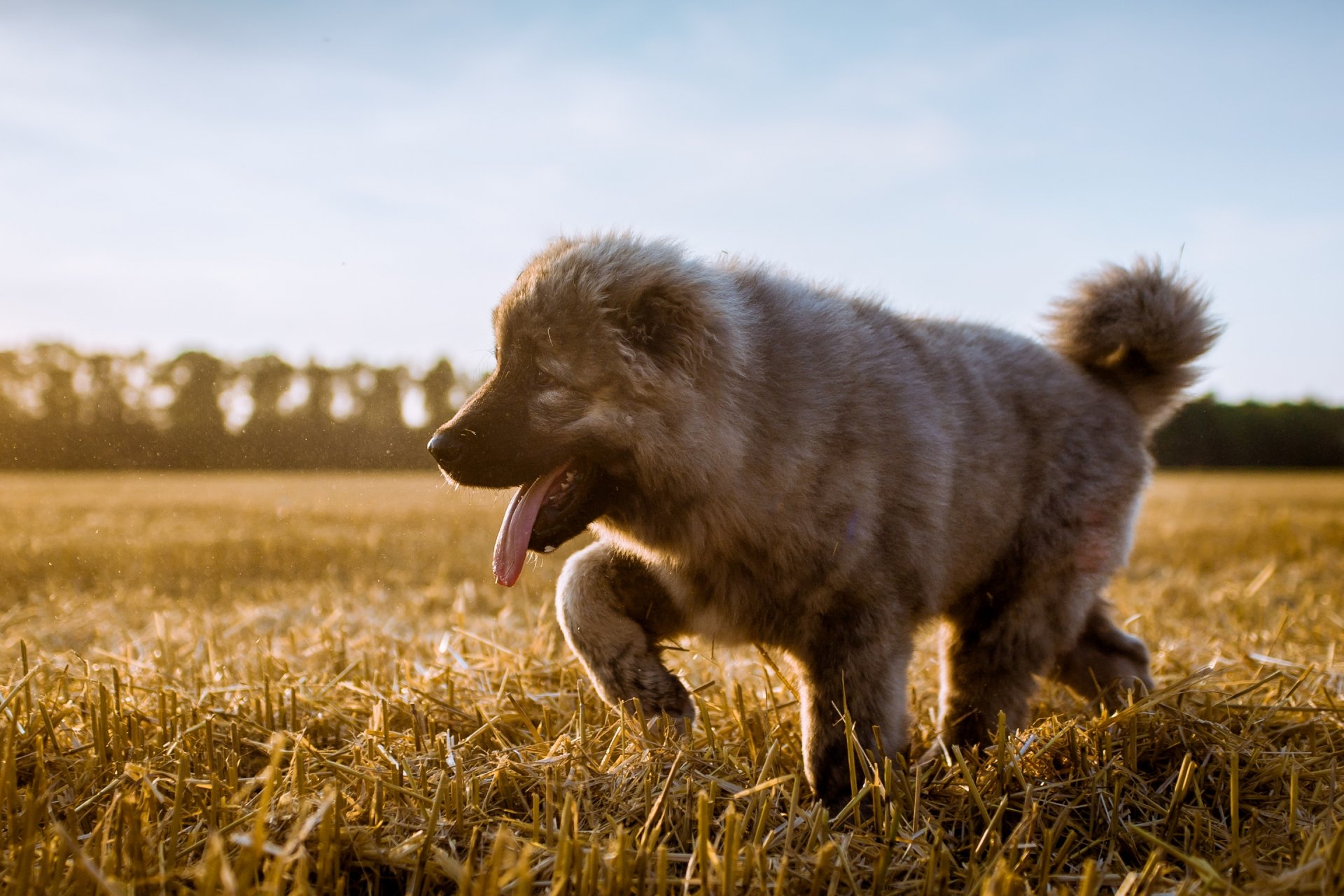 perro pastor caucásico perro cachorro lengua campo siega