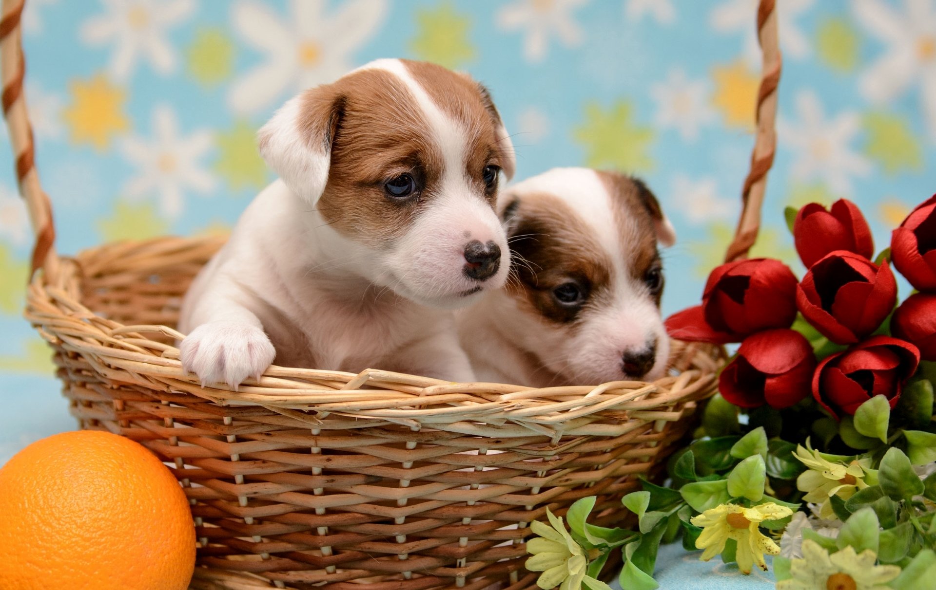 puppies shopping orange flower