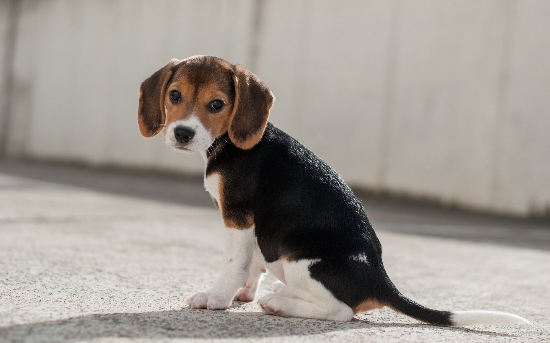 chien vue ami beagle