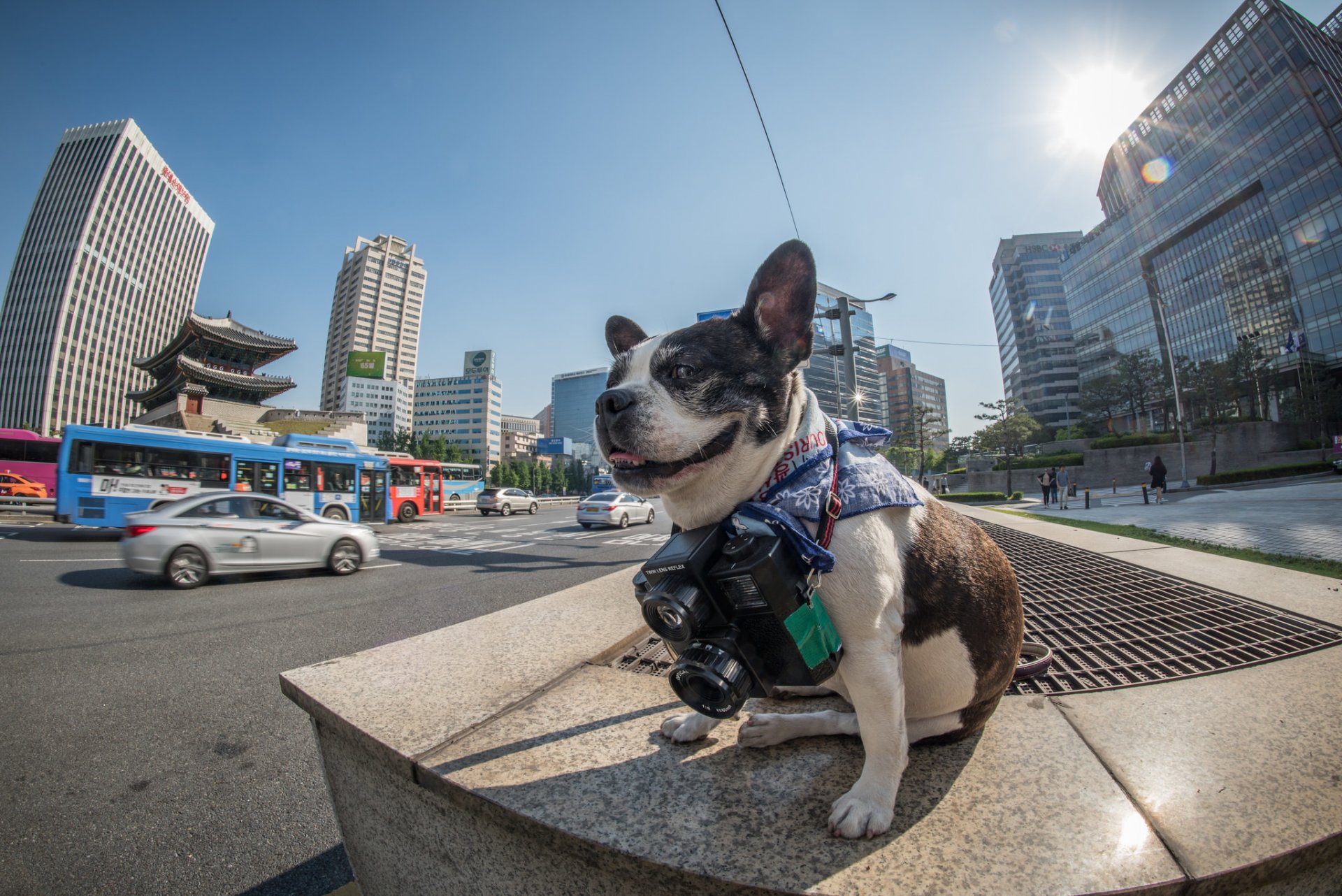 ufficiale seoul phodographer boston terrier corea