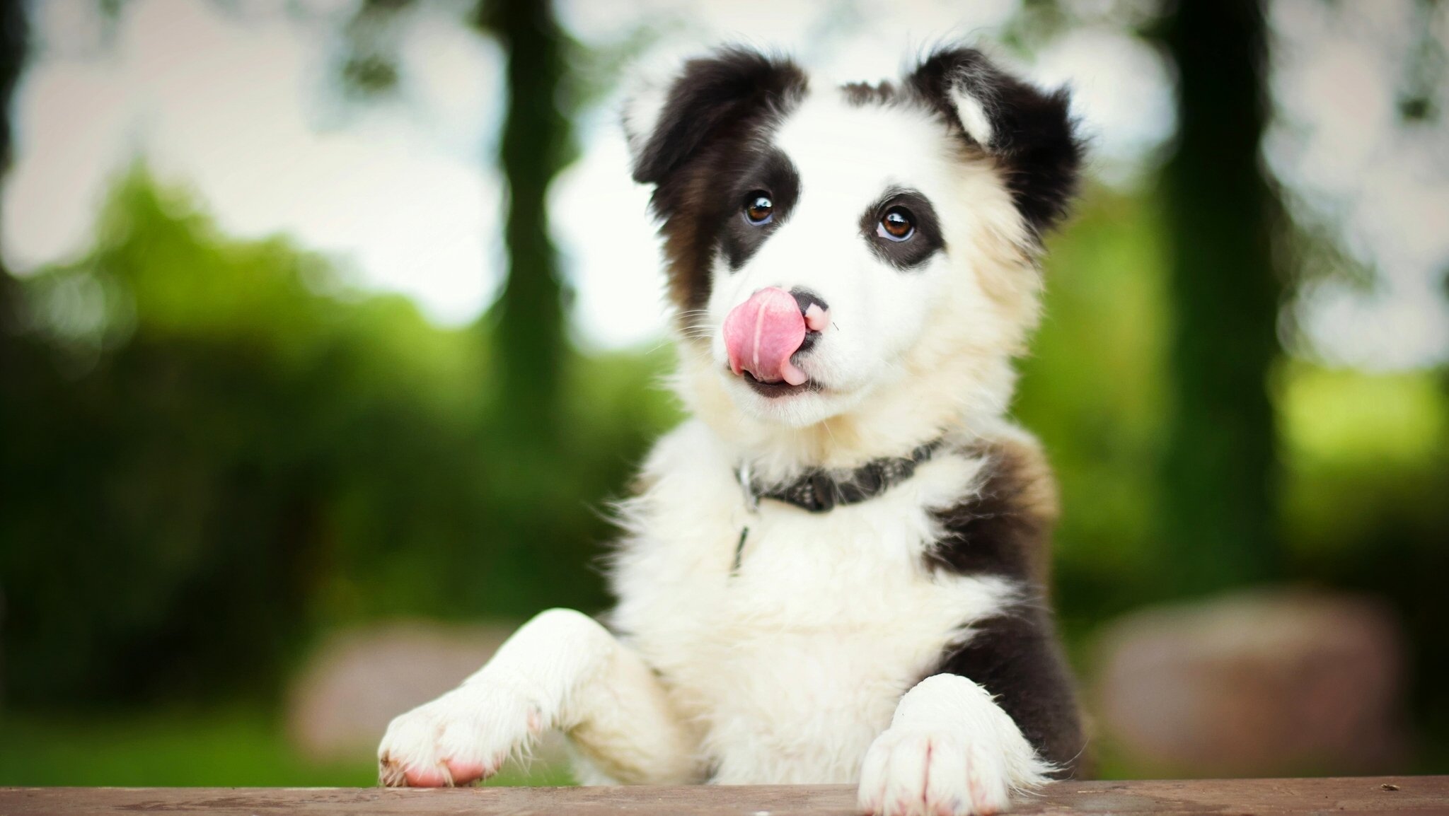 border collie chien chiot langue