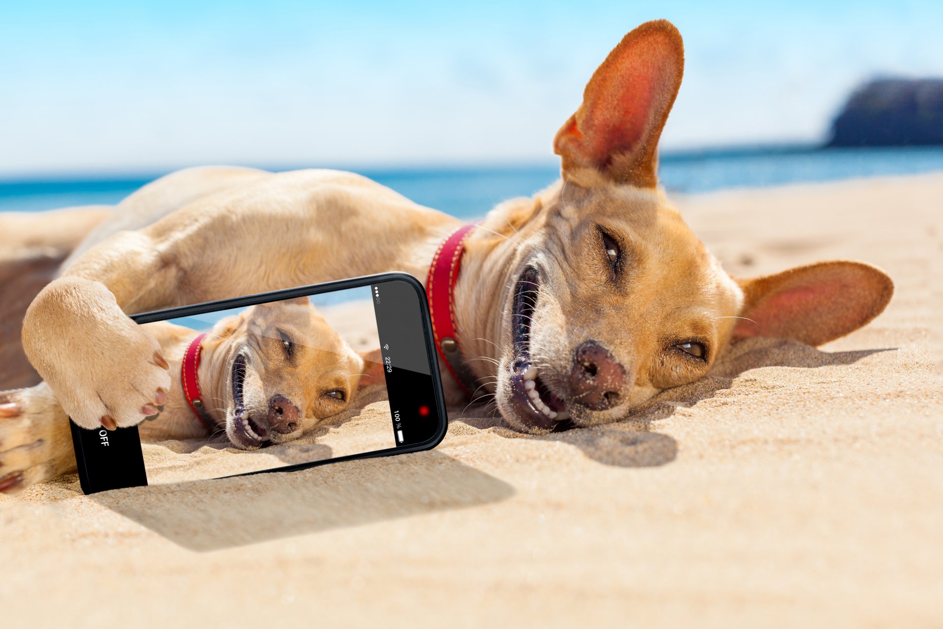 chihuahua tumbado en la arena tomando el sol sonrisa smartphone instantánea playa mar sol vacaciones humor