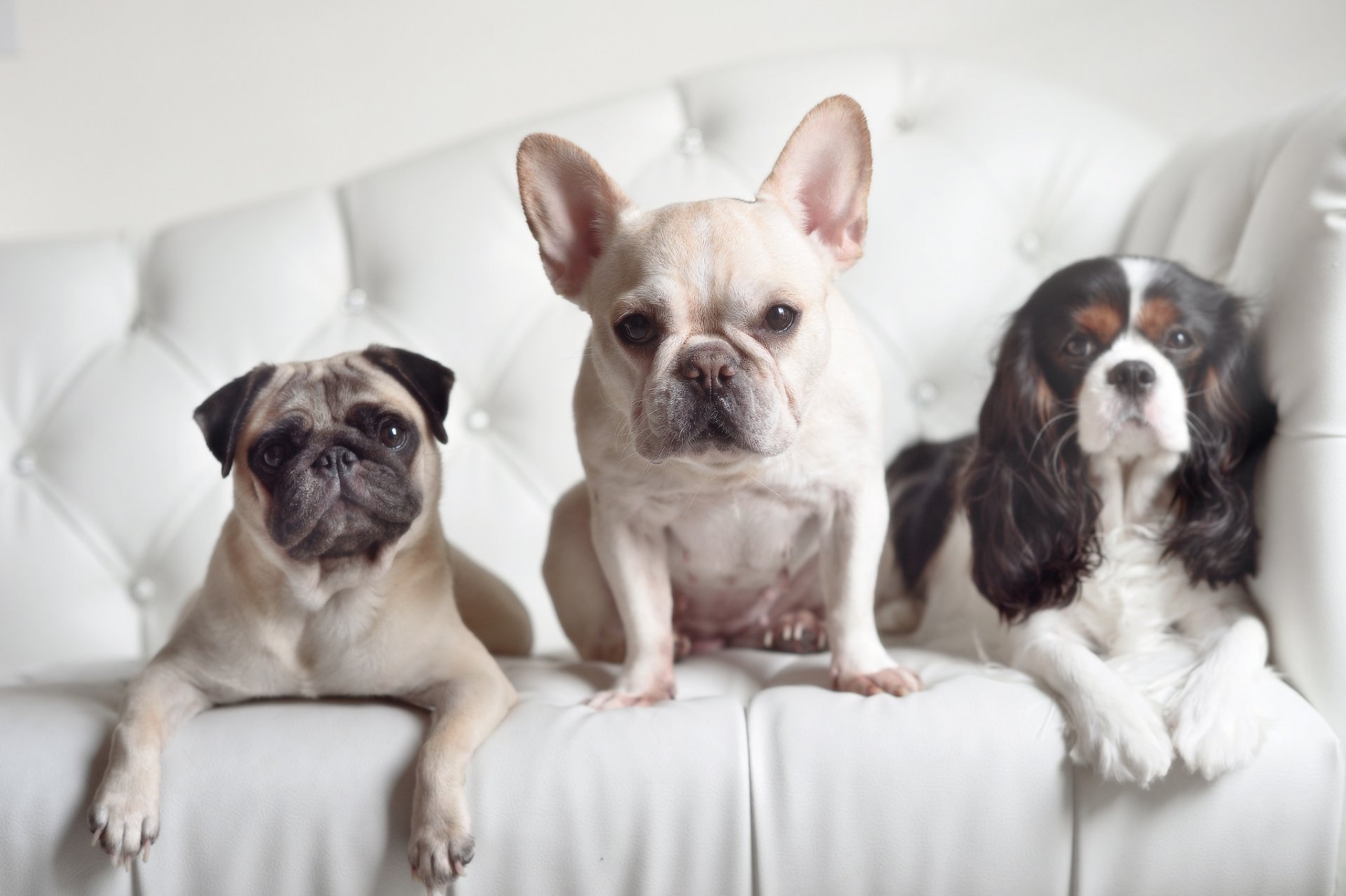 bouledogue français carlin épagneul chiens trinité trio vue