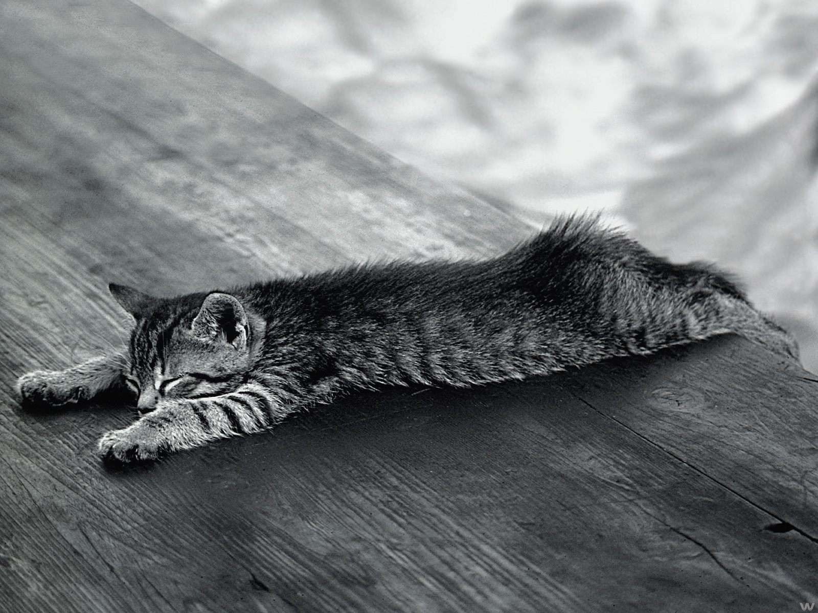 blanco y negro gato relajado