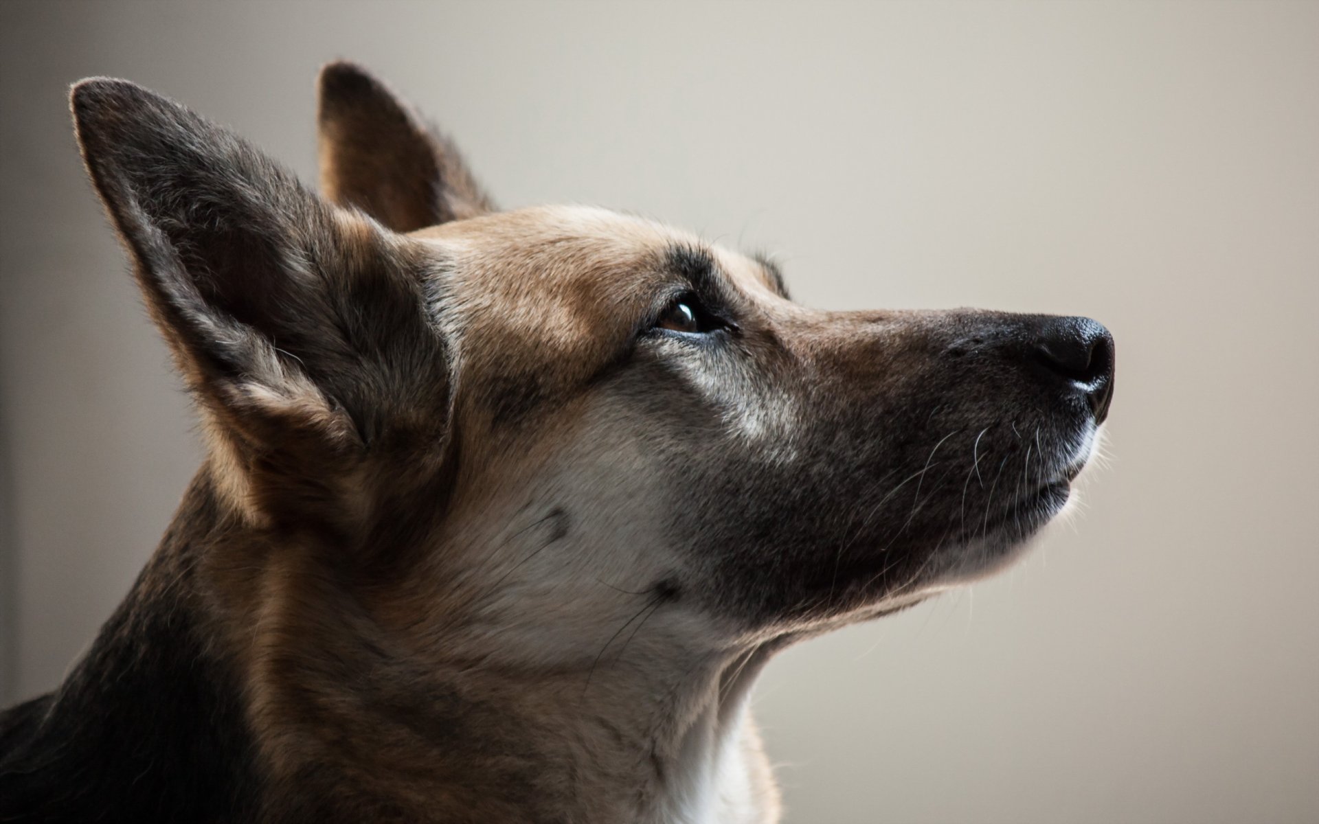 hund blick freund