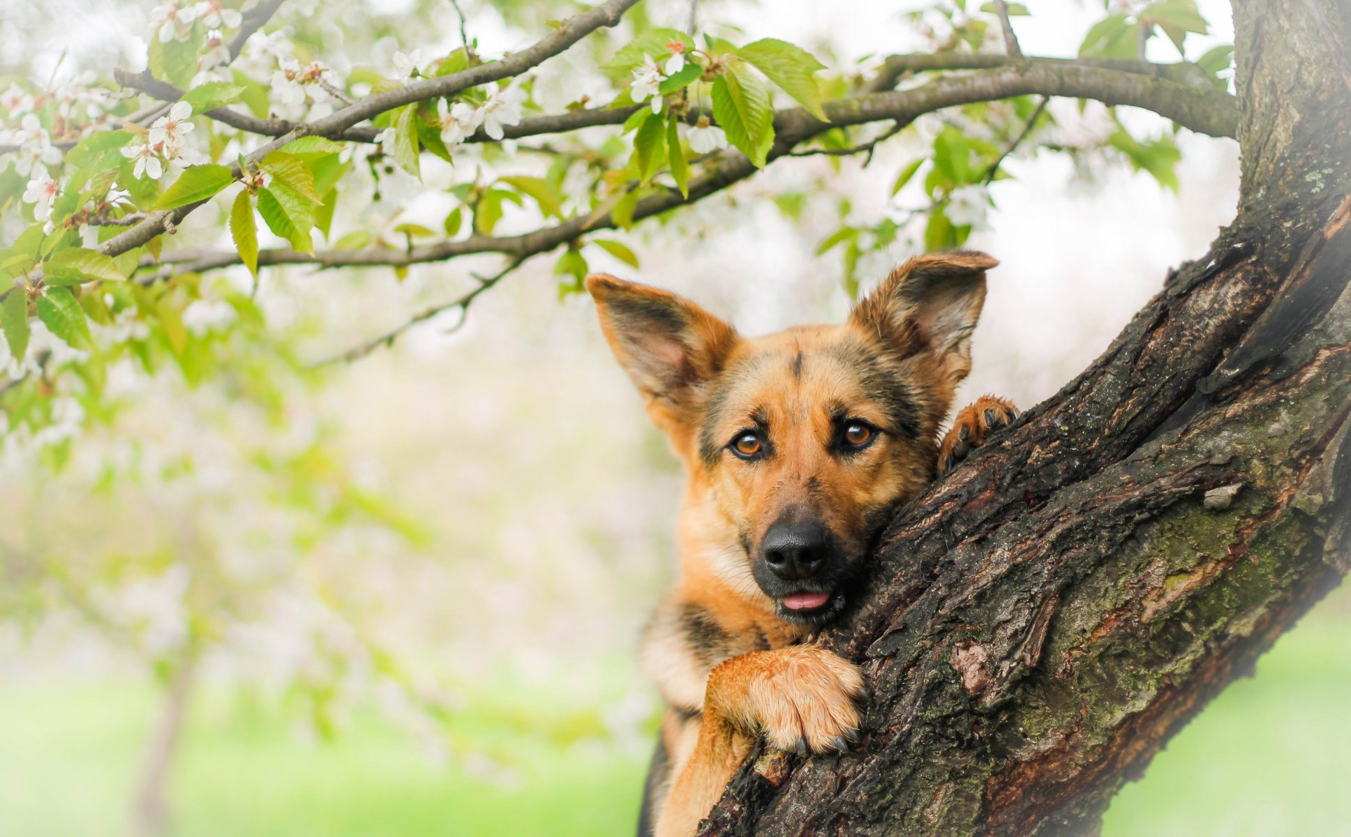 german shepherd shepherd dog face view tree