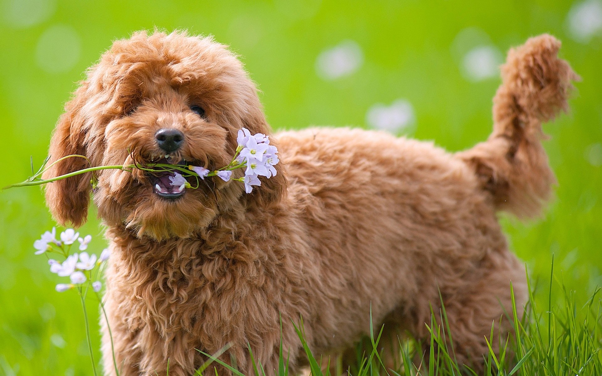 chien regard ami