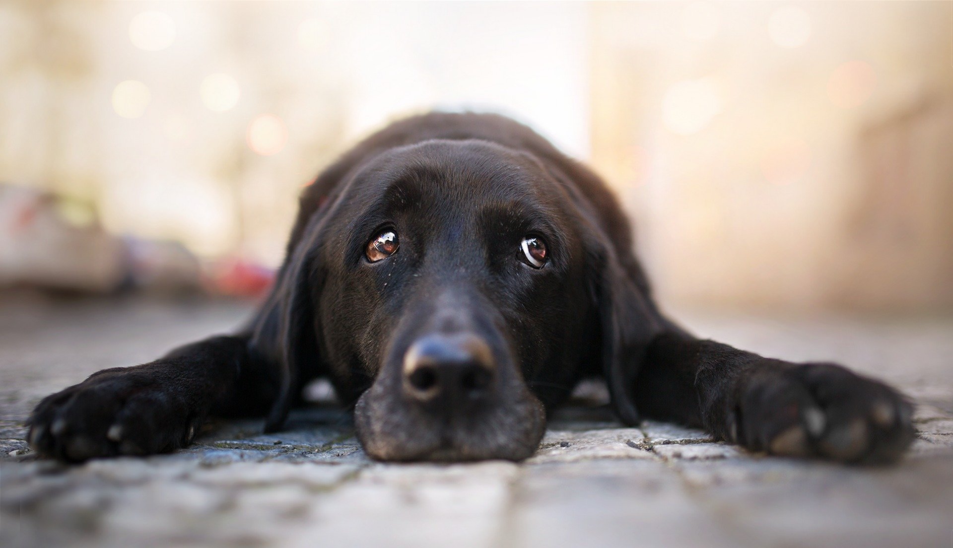 hund blick freund