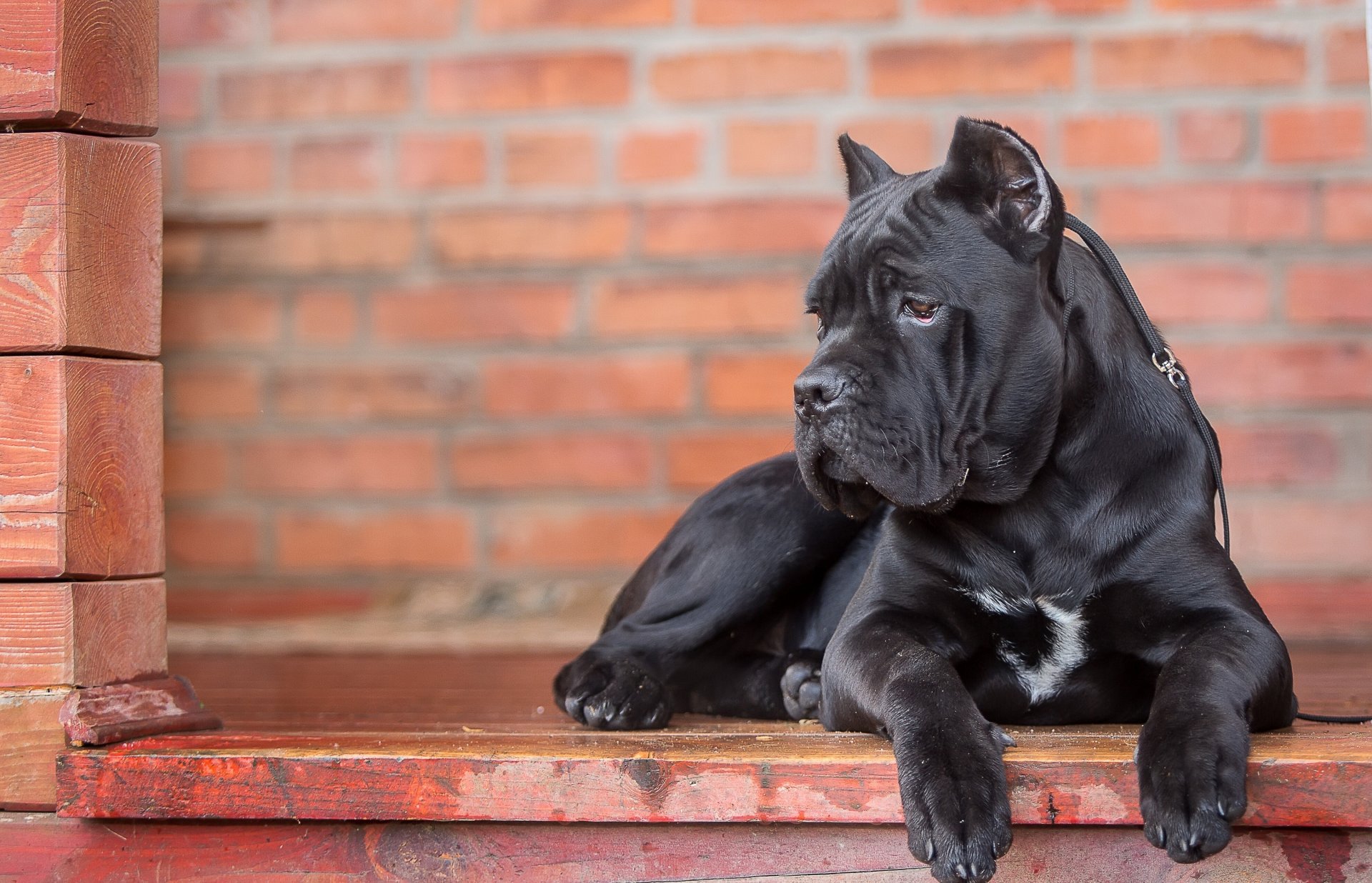 cane corso dog portrait