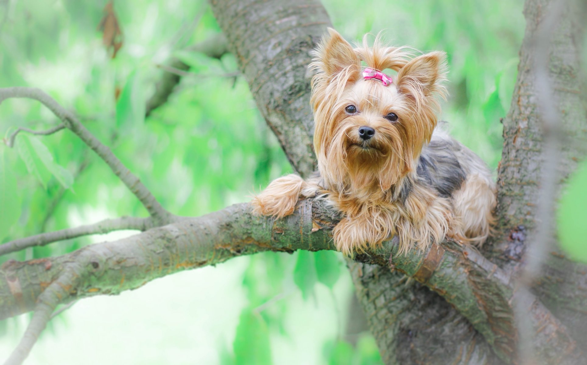 yorkshire terrier york chien arbre