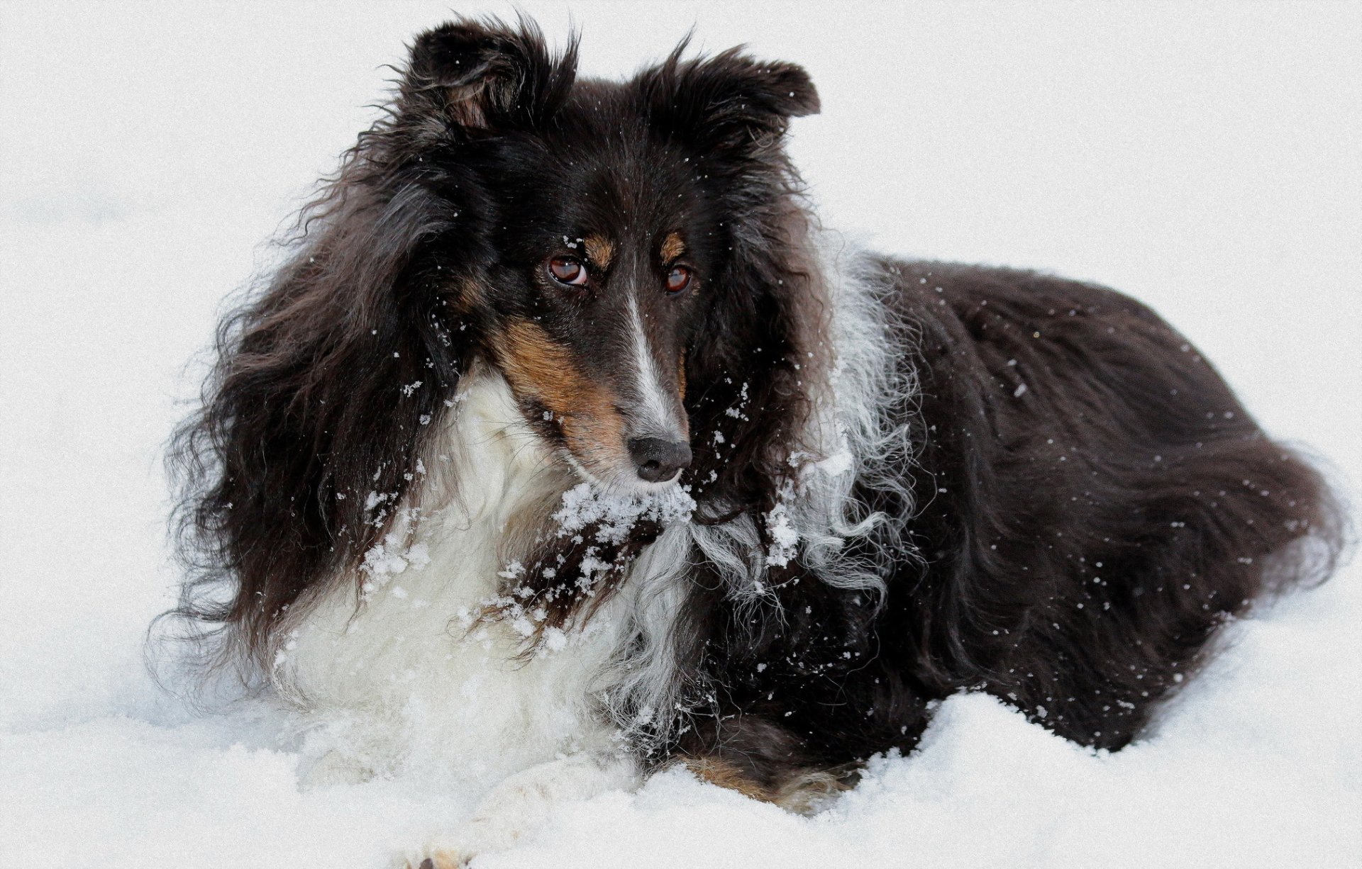 cane sguardo amico neve