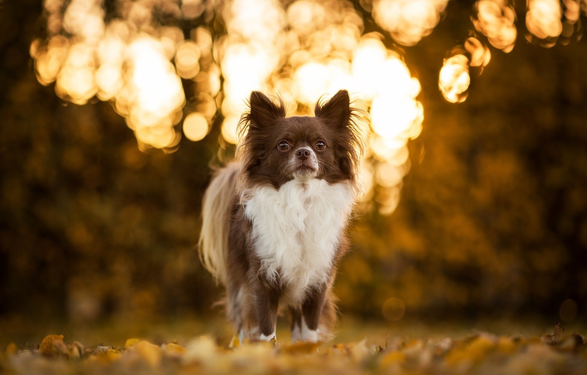 chihuahua perro bokeh