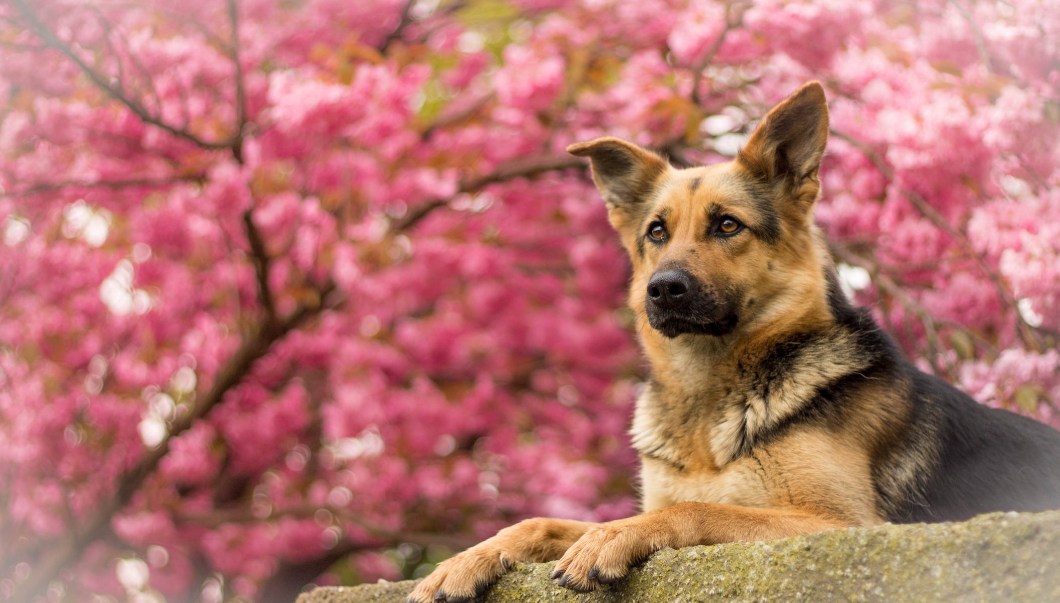 deutscher schäferhund schäferhund hund porträt