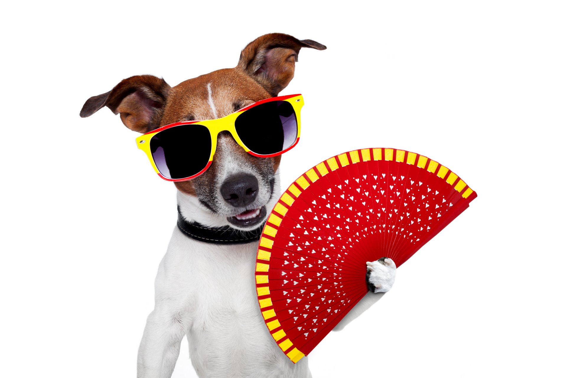 jack russell terrier dog sunglasses fan humor white background