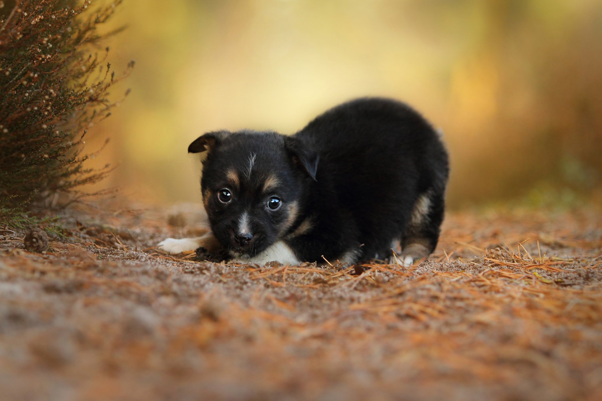 cane cucciolo bambino