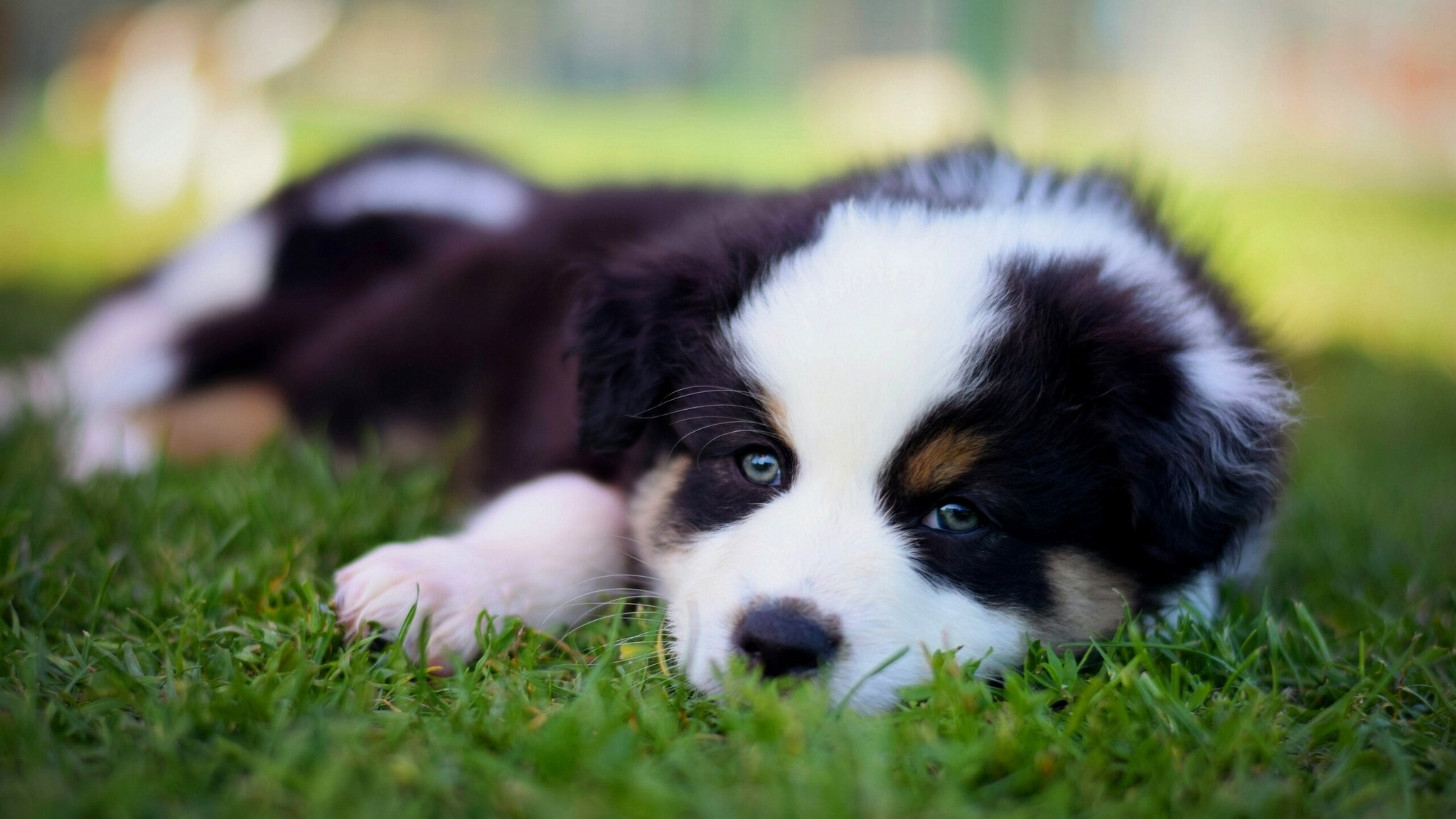 pastor australiano aussie perro cachorro hocico mirada hierba